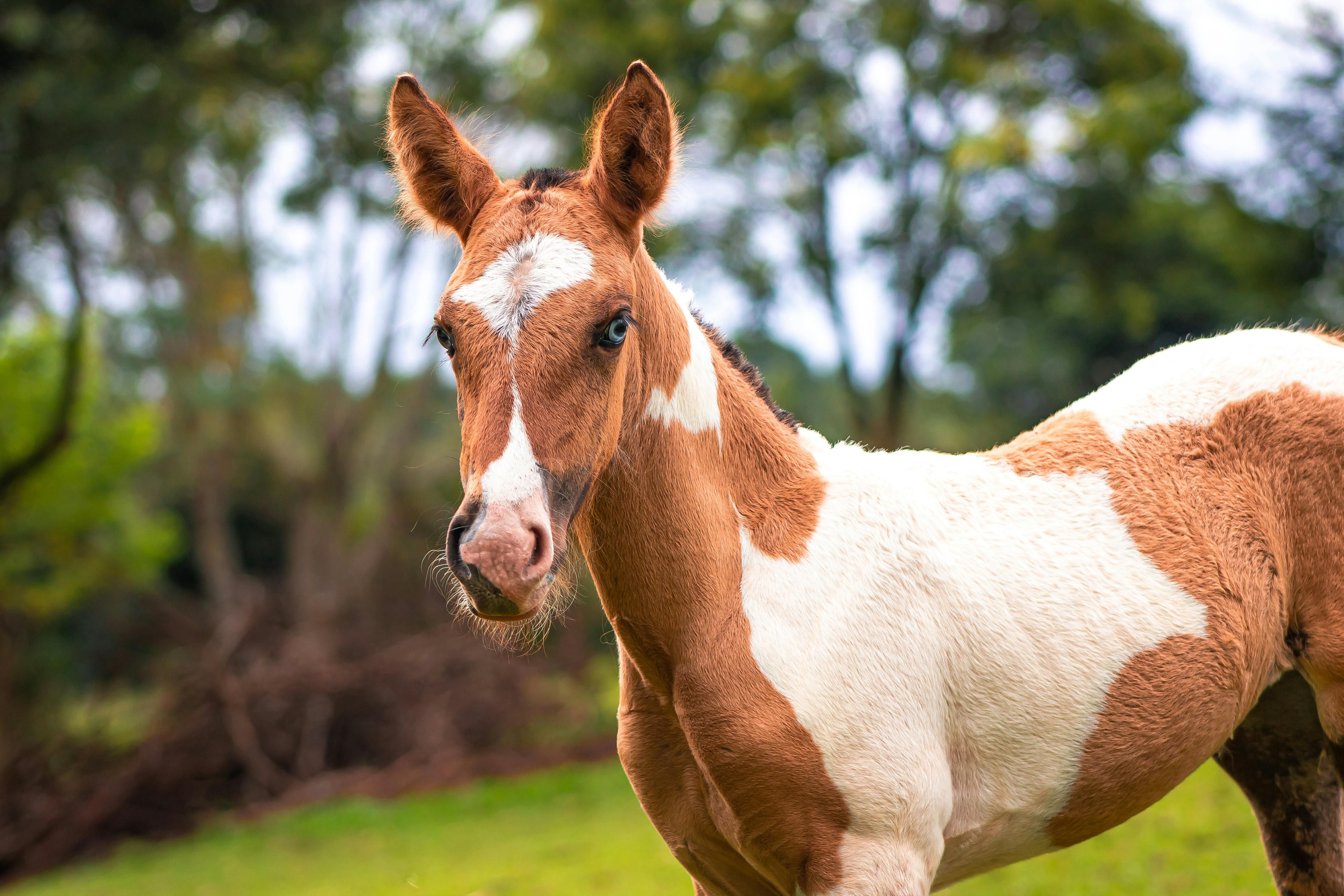 Close-up view of a young pinto horse in a lush outdoor setting, highlighting its markings and natural beauty.
