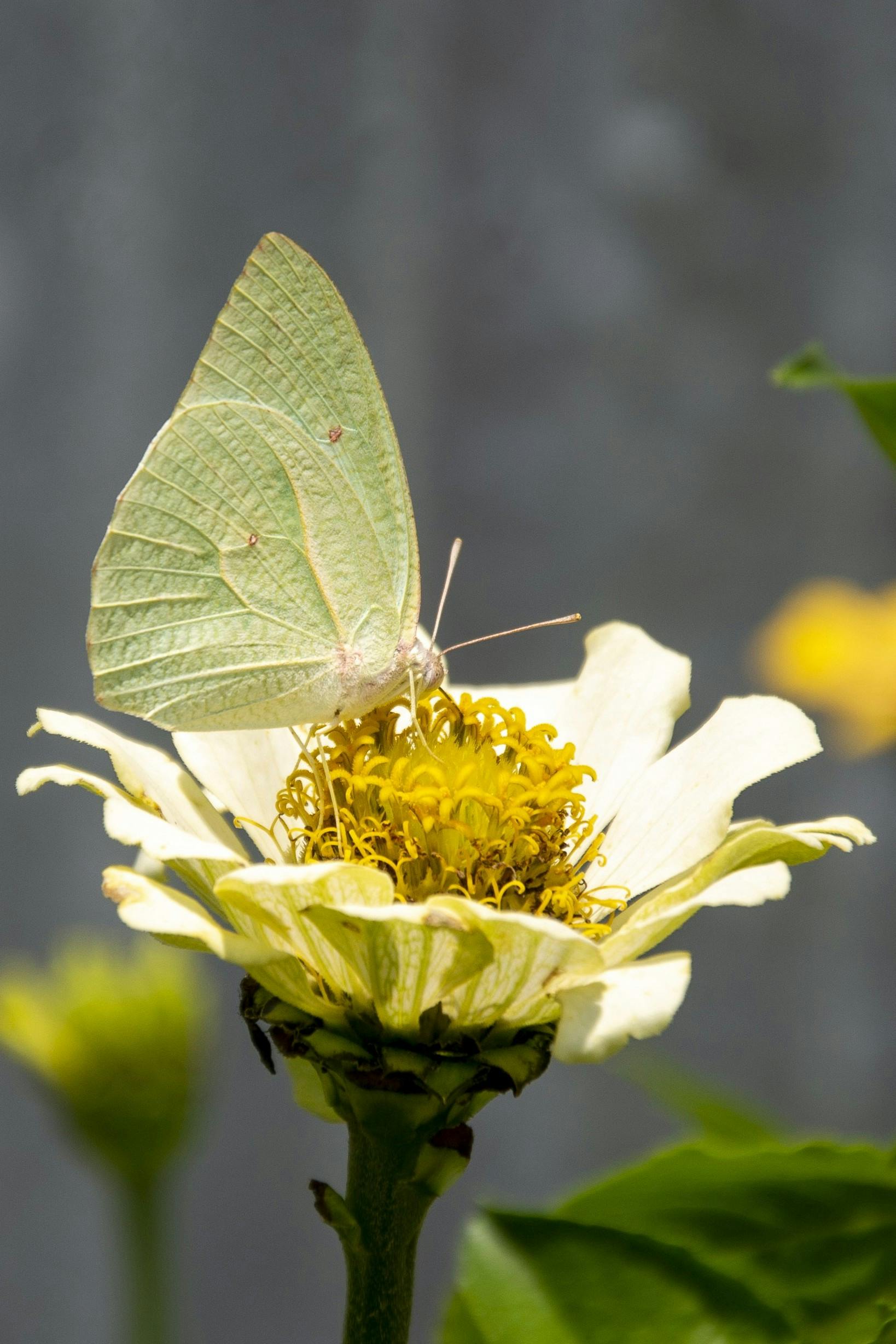 Bezpłatne Delikatny, zielony motyl wdzięcznie usiadł na kwitnącym białym kwiecie cynii w pełnym świetle dnia. Zdjęcie z galerii