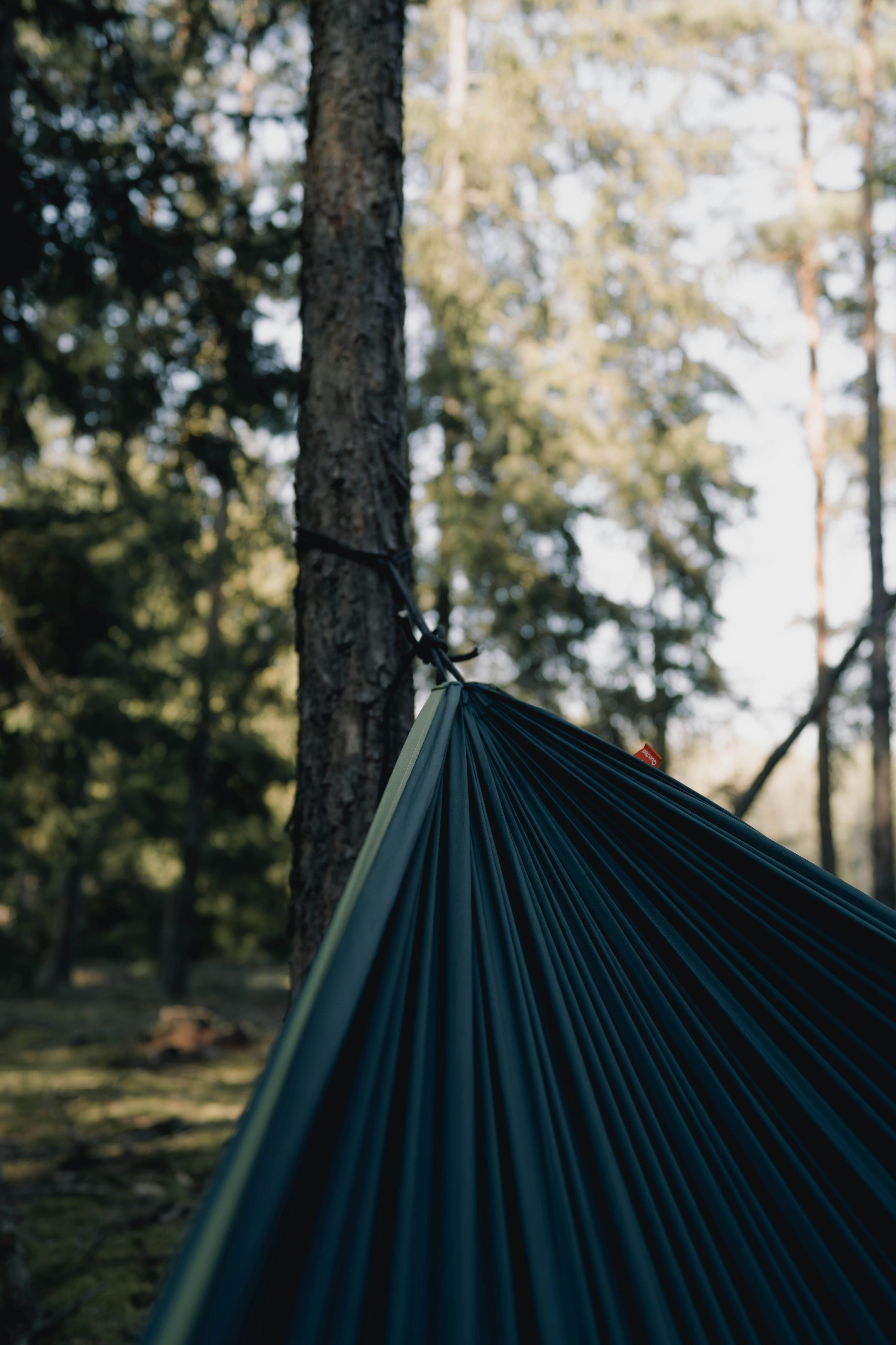 Безкоштовне Гамак, прив'язаний до дерева в спокійному лісовому оточенні під м'яким денним світлом, ідеально підходить для відпочинку на свіжому повітрі. стокове фото