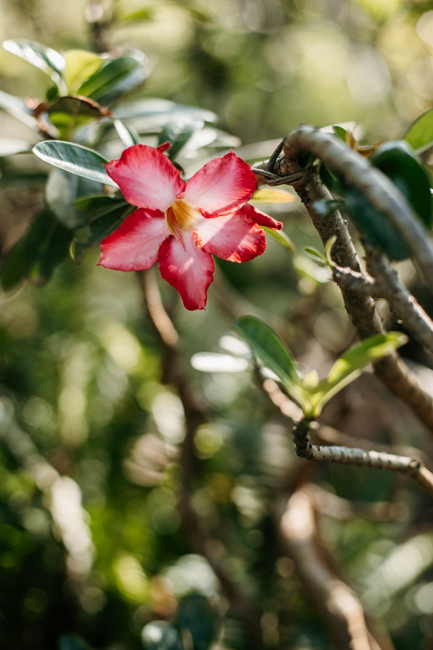 Foto de stock de adenium: floração exuberante