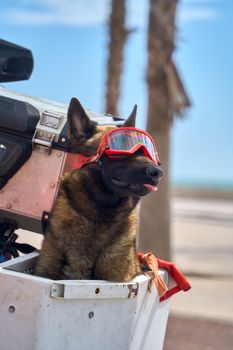 A Belgian Malinois dog wearing red goggles sits in a motorcycle sidecar in Esauira, Morocco.