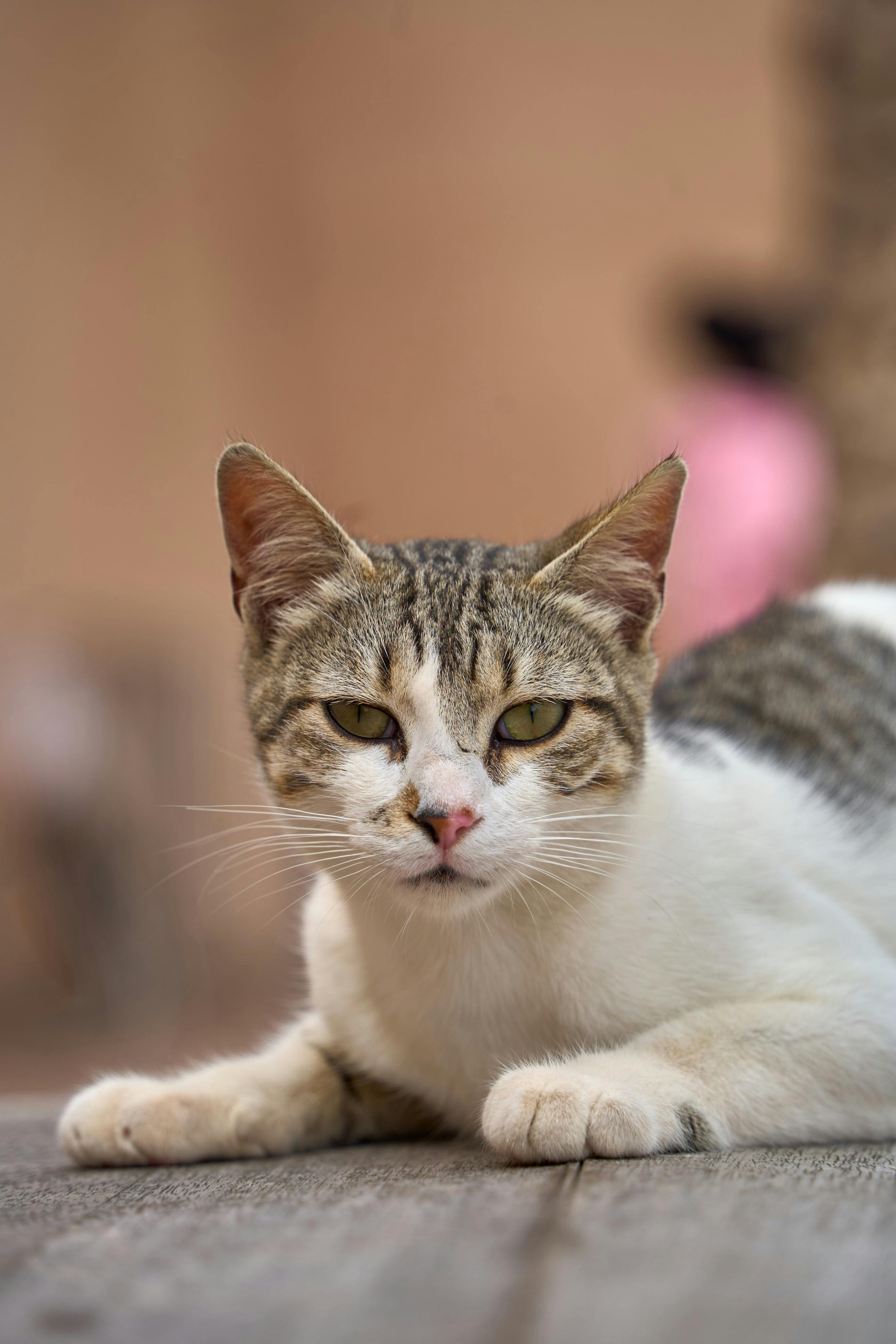 Miễn phí Ảnh cận cảnh một chú mèo mướp đang nằm thư giãn ngoài trời ở Essaouira, Morocco, ghi lại không khí đô thị. Ảnh lưu trữ