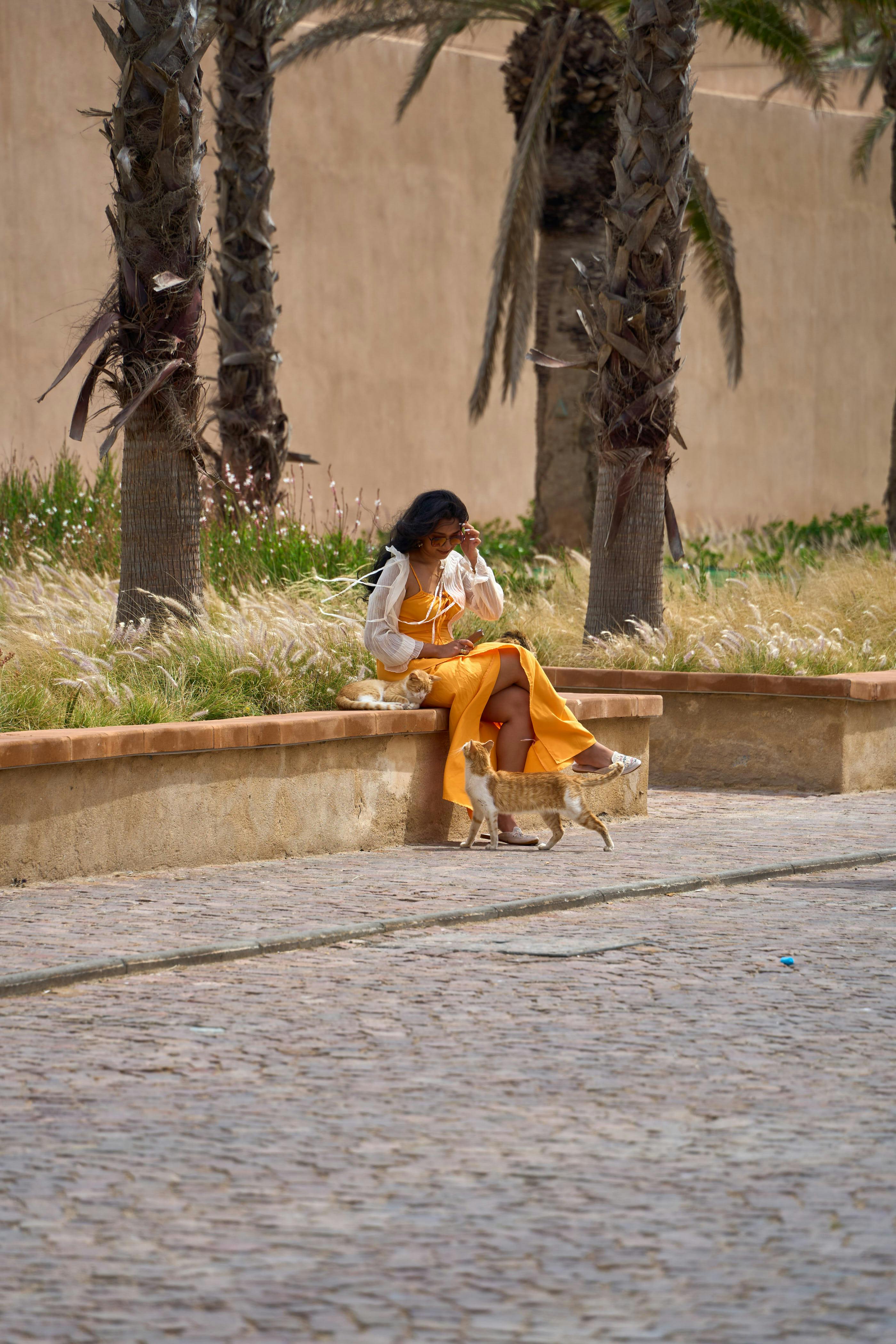 Miễn phí Một người phụ nữ mặc trang phục sặc sỡ ngồi trên gờ đá, chơi đùa với những chú mèo ở Essaouira, Morocco. Ảnh lưu trữ