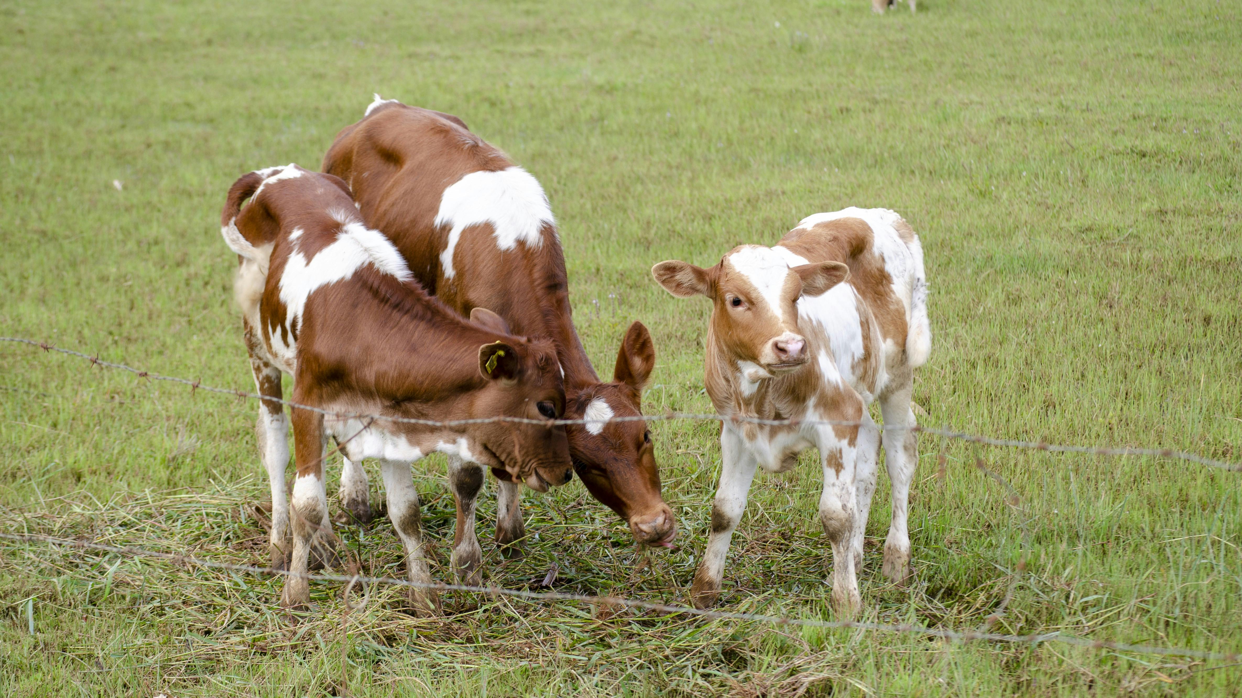 gratis Drie jonge Holstein-kalveren grazen in een groene weide, omheind met prikkeldraad. Stockfoto