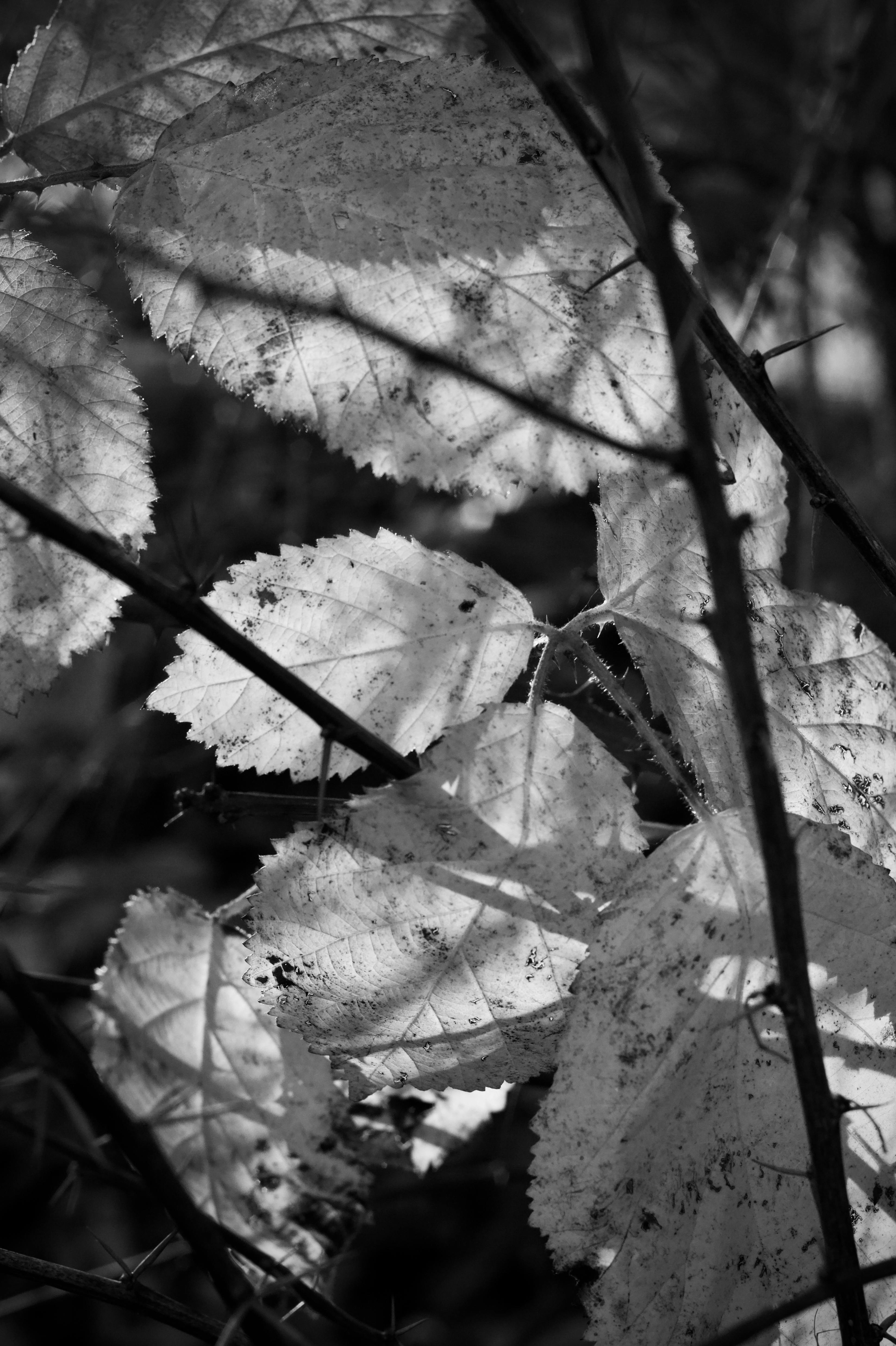 Безкоштовне Монохромний крупний план листя на сонці, що підкреслює текстуру та світловий контраст. стокове фото