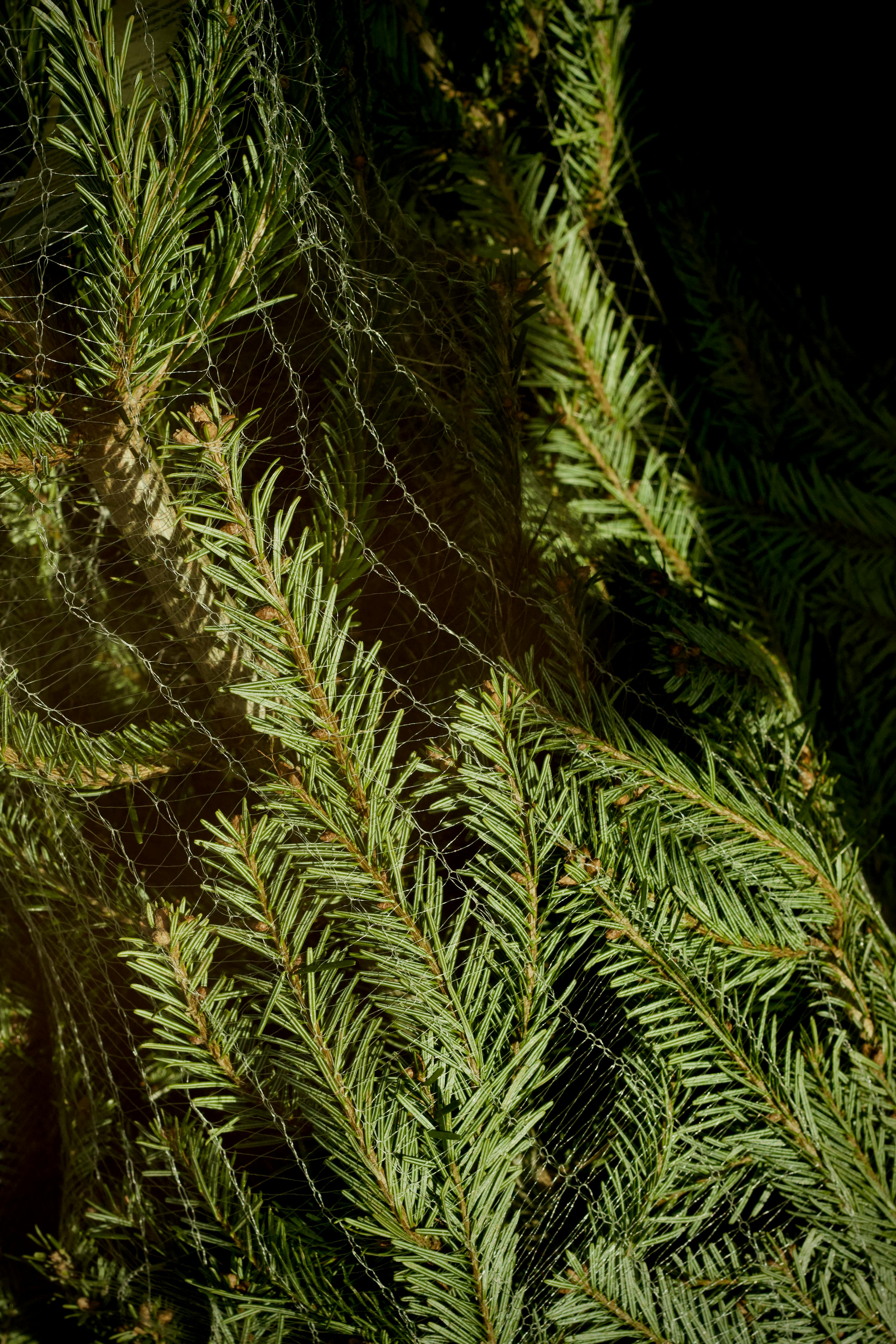 Zadarmo Detailná fotografia ihličia vždyzelených stromov prepleteného pavučinou, zachytávajúca jemné textúry prírody. Fotka z fotobanky
