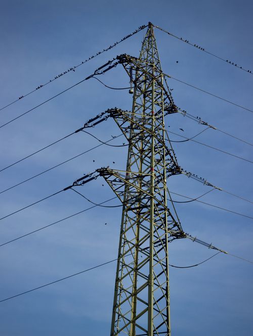 Free A tall electricity pylon with numerous birds perched on its wires under a clear blue sky. Stock Photo