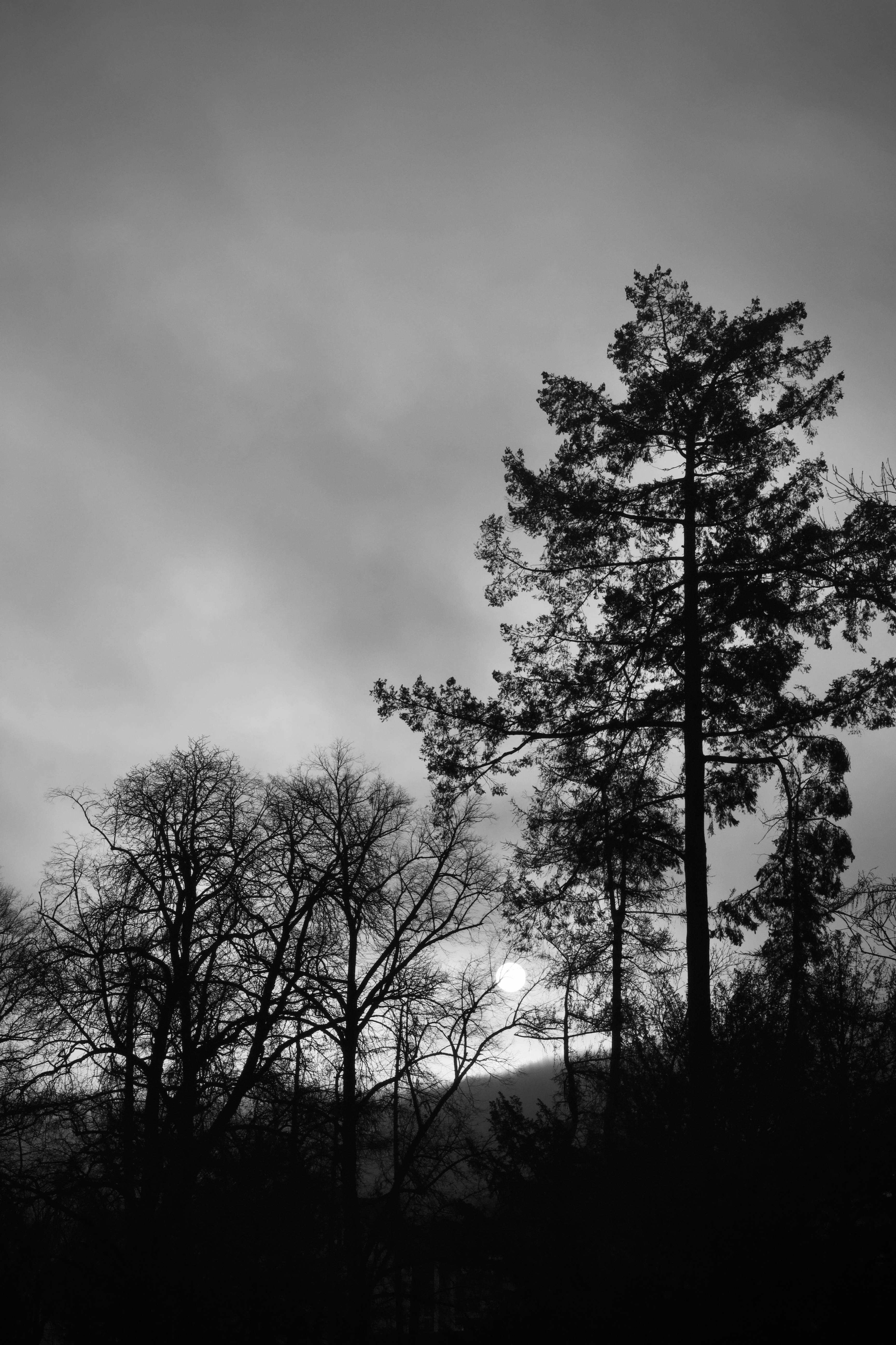 Zadarmo Siluety stromov na pozadí dramatickej oblohy v čiernobielej farbe, evokujúce náladovú atmosféru. Fotka z fotobanky