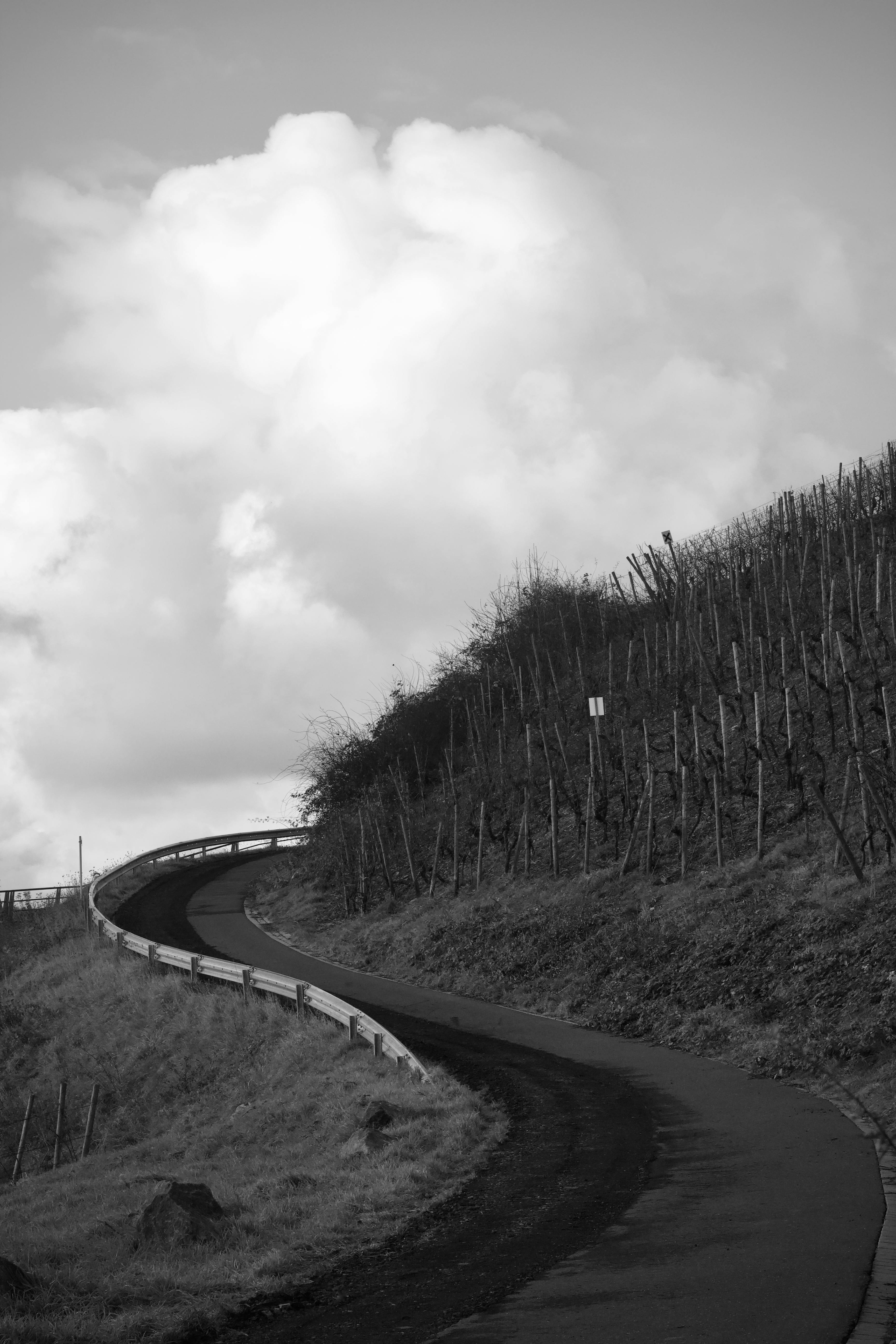 bezplatná Malebná klikatá cesta vinohradnickou krajinou pod zataženou oblohou v černé a bílé. Základová fotografie