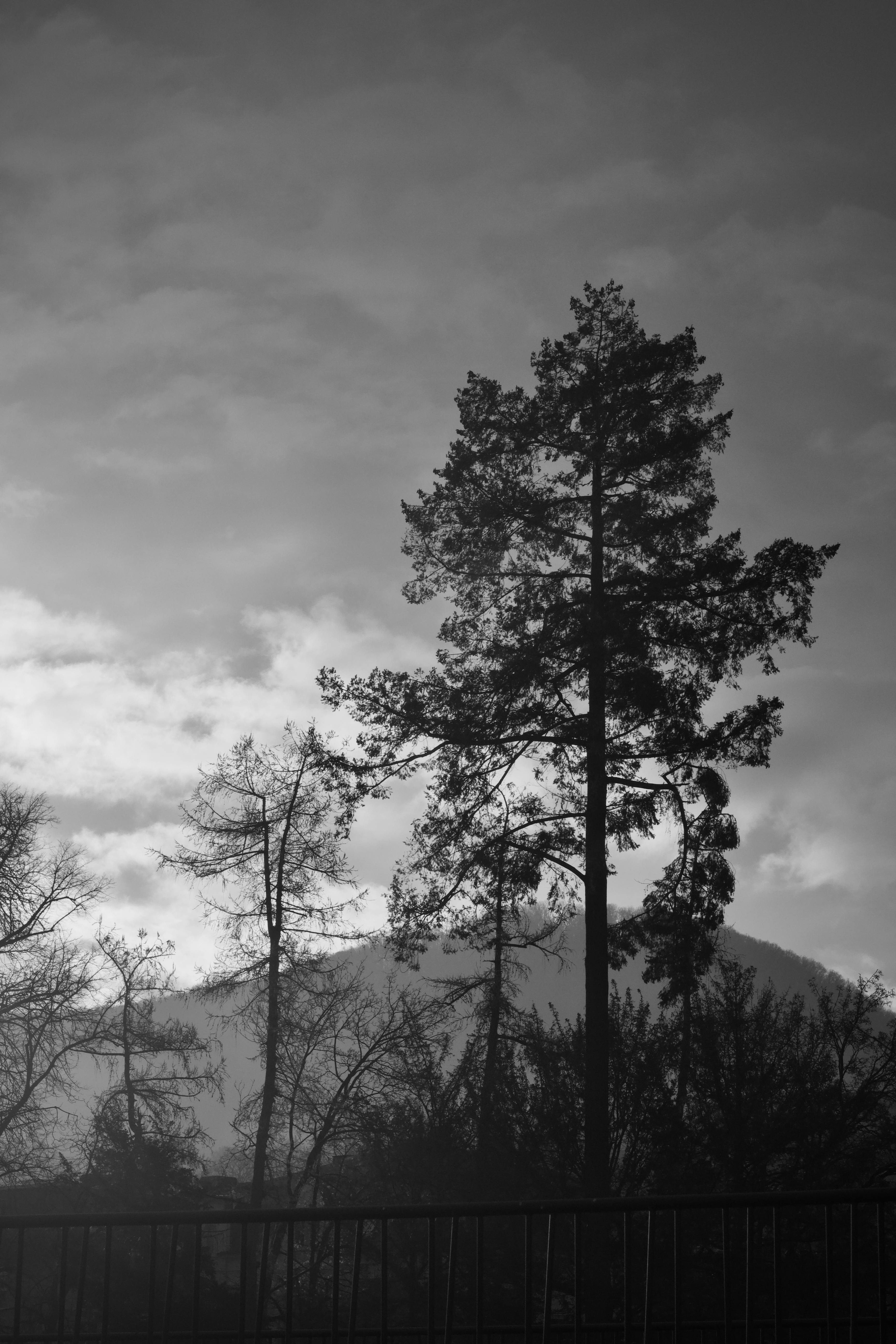 Zadarmo Pokojná čiernobiela fotografia vysokých borovíc na pozadí hôr. Fotka z fotobanky