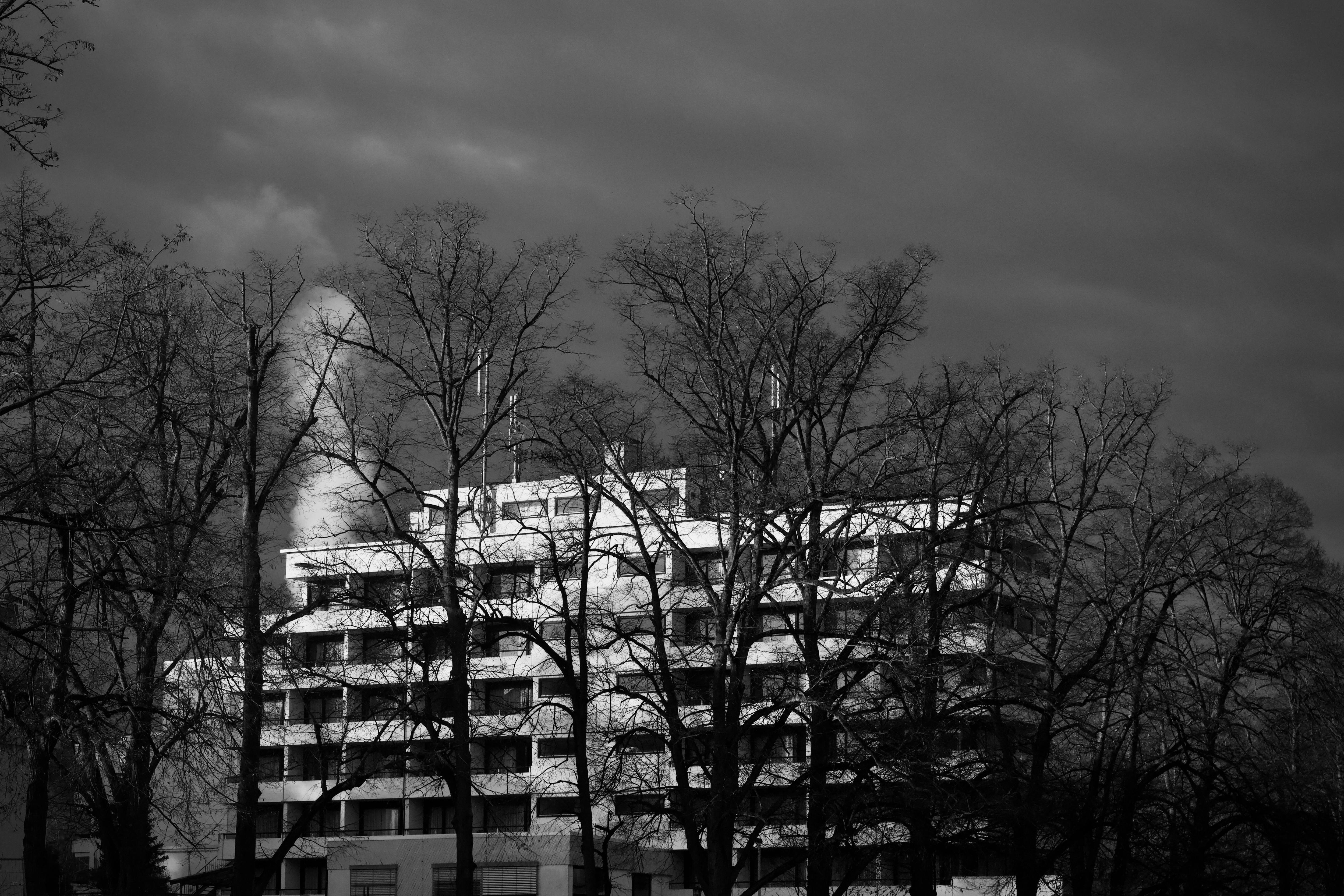 Zadarmo Čiernobiela fotografia modernej budovy orámovanej holými zimnými stromami. Fotka z fotobanky