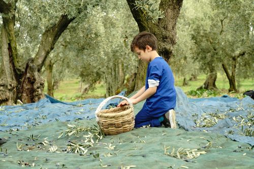 Free A young boy collects olives in a scenic Mediterranean grove, symbolizing traditional farming. Stock Photo