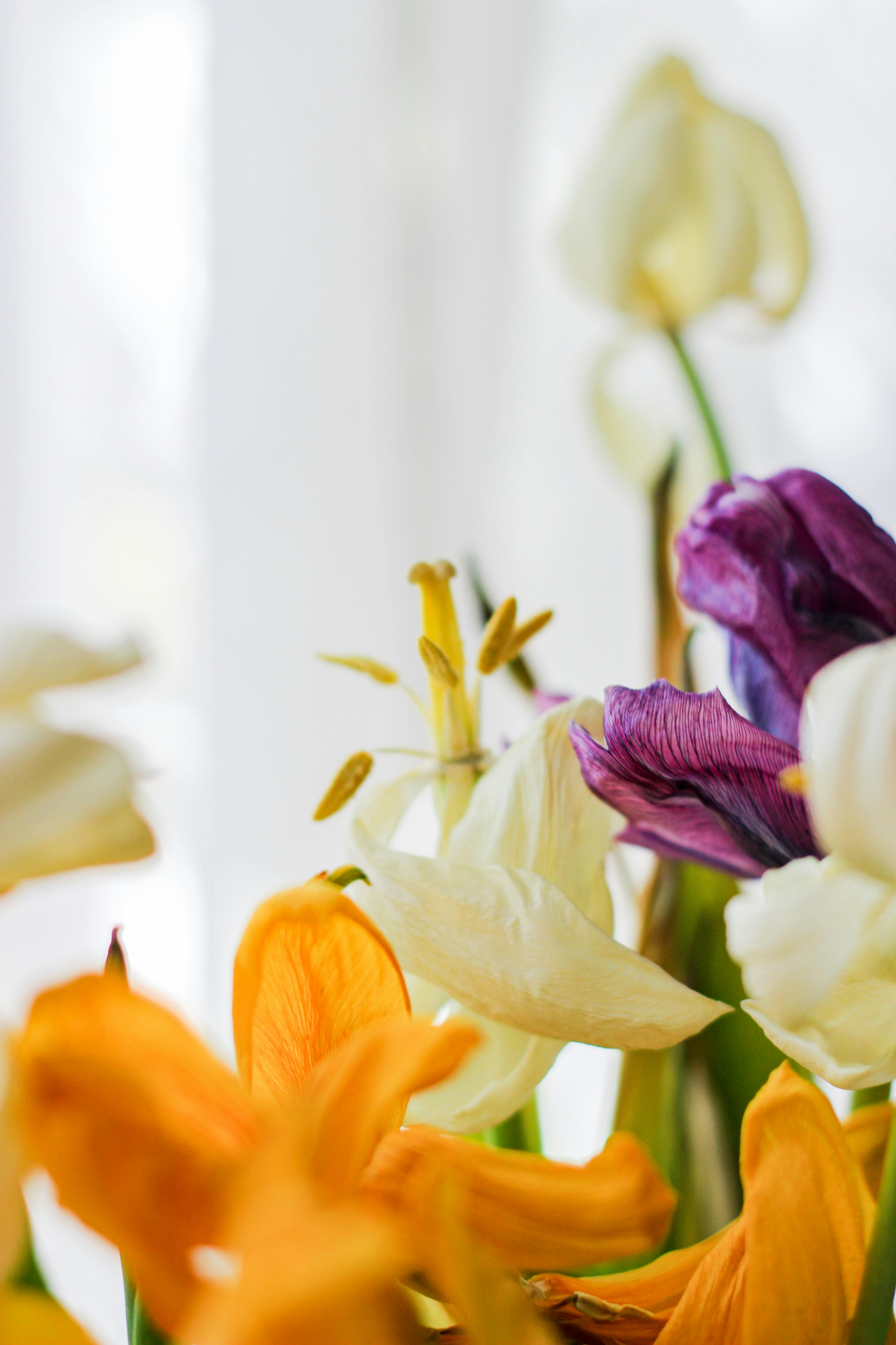 Miễn phí Cận cảnh những bông hoa tulip đầy màu sắc trong khung cảnh sáng sủa, dịu nhẹ, tôn vinh vẻ đẹp tự nhiên. Ảnh lưu trữ