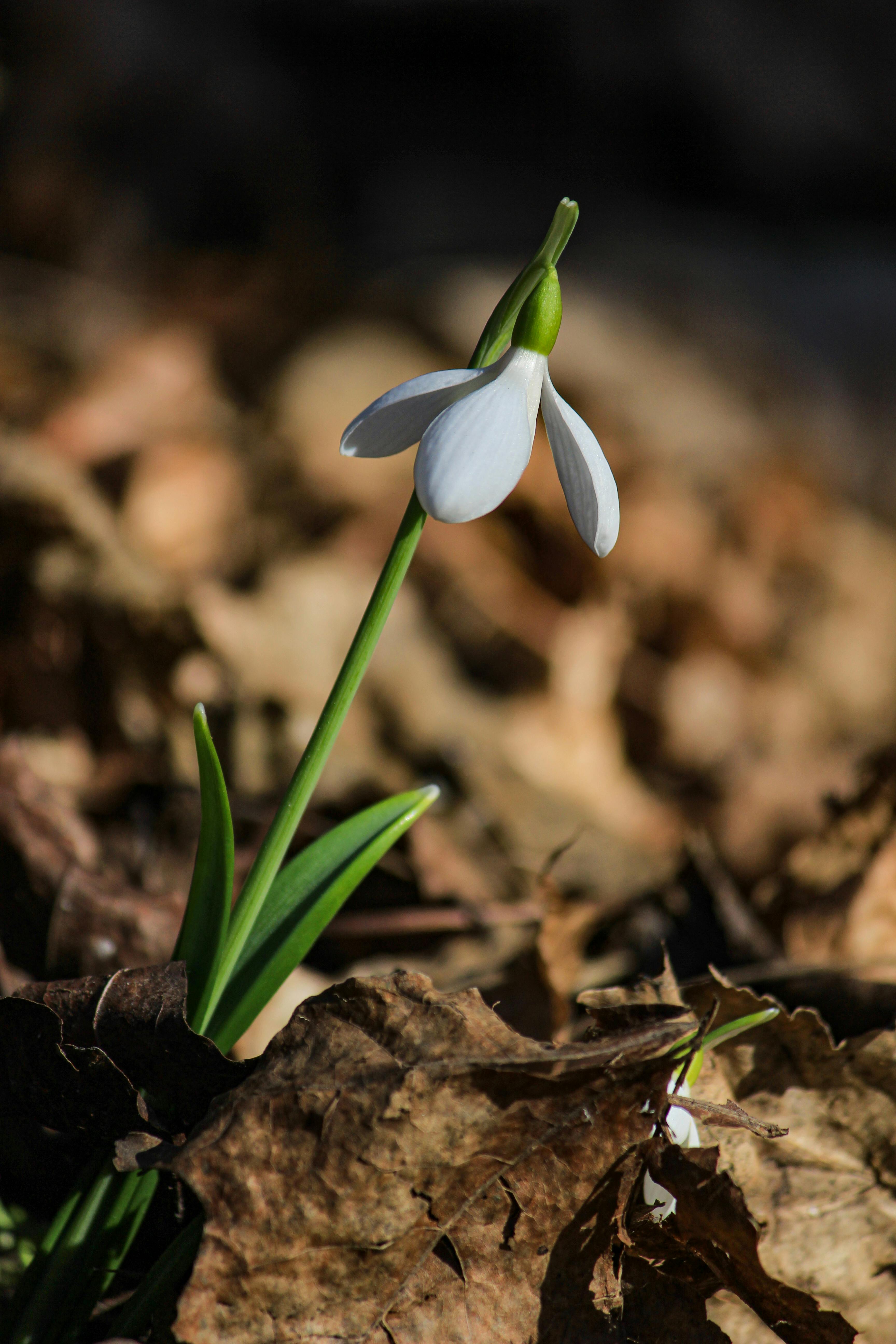 bezplatná Bílý květ sněženky rozkvétající skrz suché listy, symbolizující brzké jarní probuzení. Základová fotografie