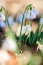 Close-up of Delicate Snowdrop Flowers Blooming