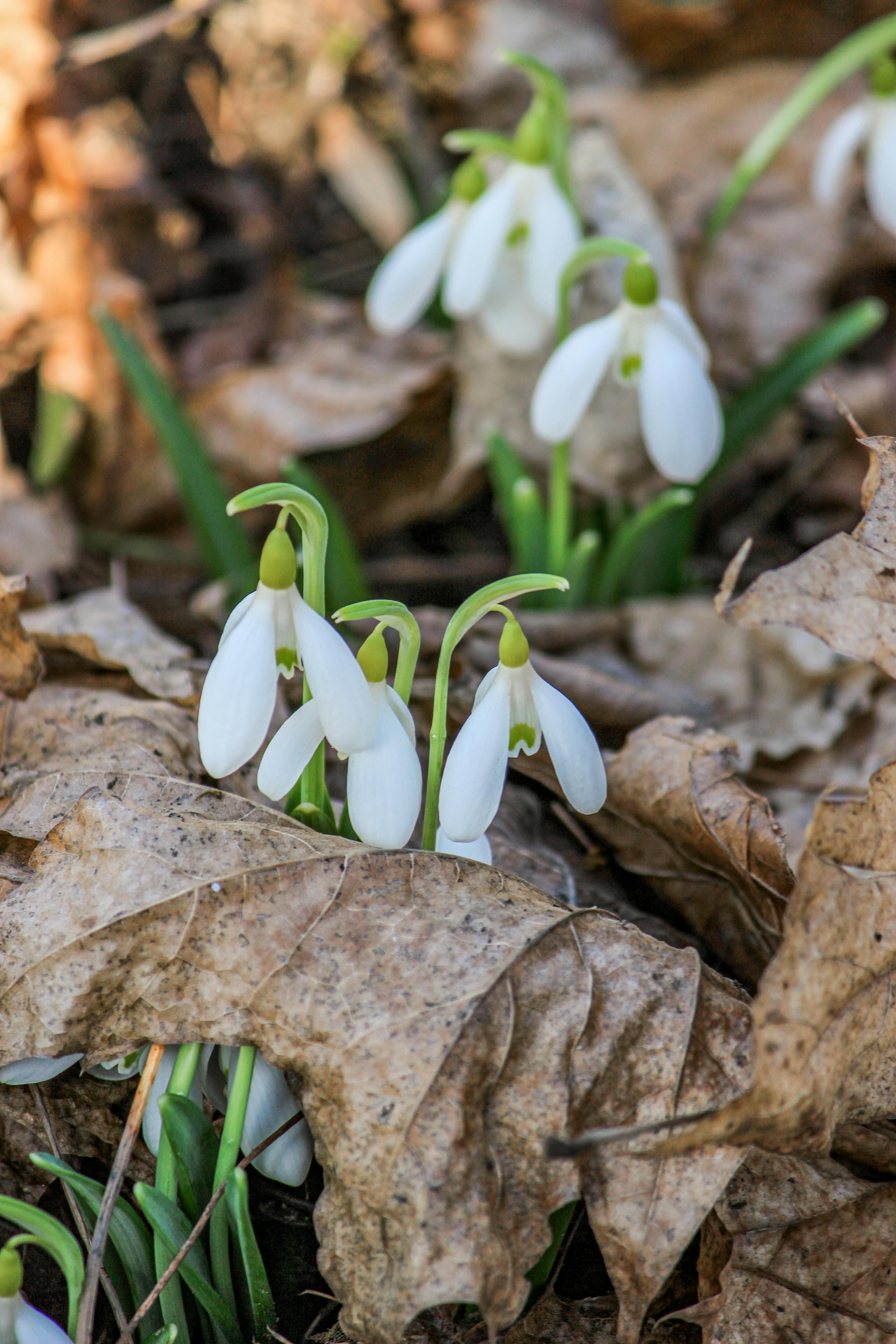Free Elegant snowdrops pushing through dry leaves, symbolizing early spring arrival and renewal. Stock Photo