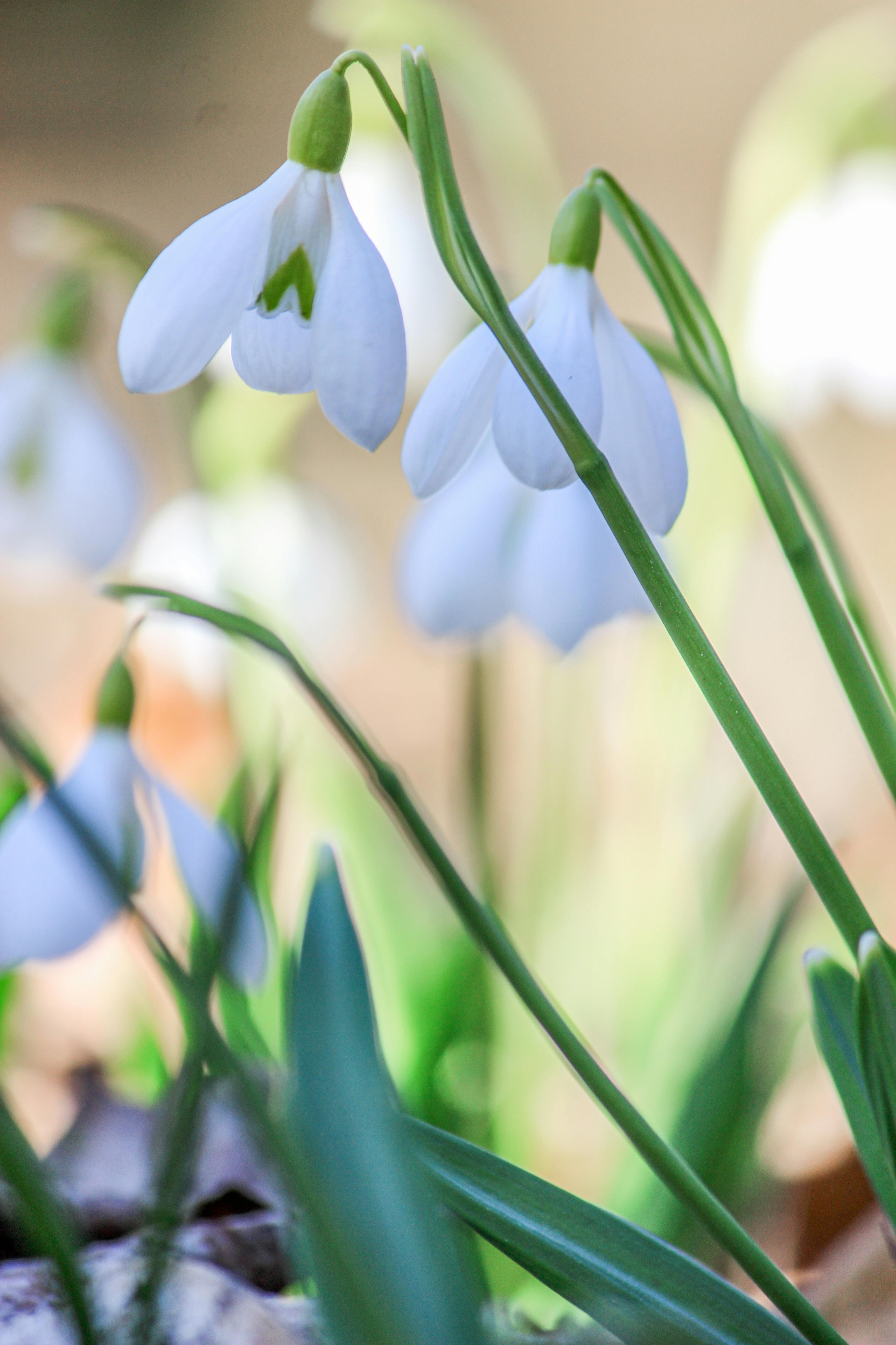 Bezpłatne Delikatne kwiaty przebiśniegów oddają istotę wczesnowiosennej elegancji. Zdjęcie z galerii