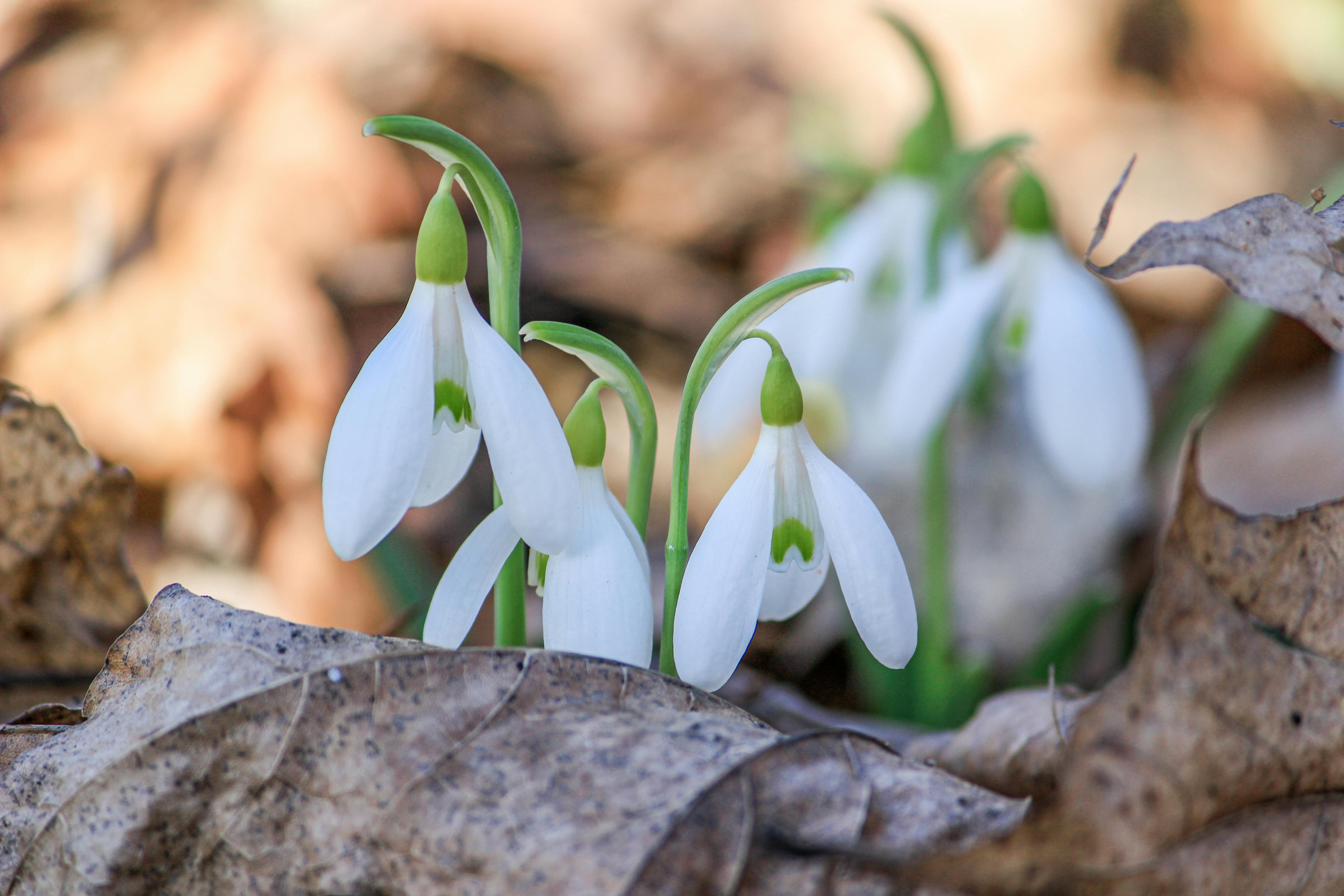免费 雪花莲从落叶间探出头来，预示着春天的到来。 素材图片