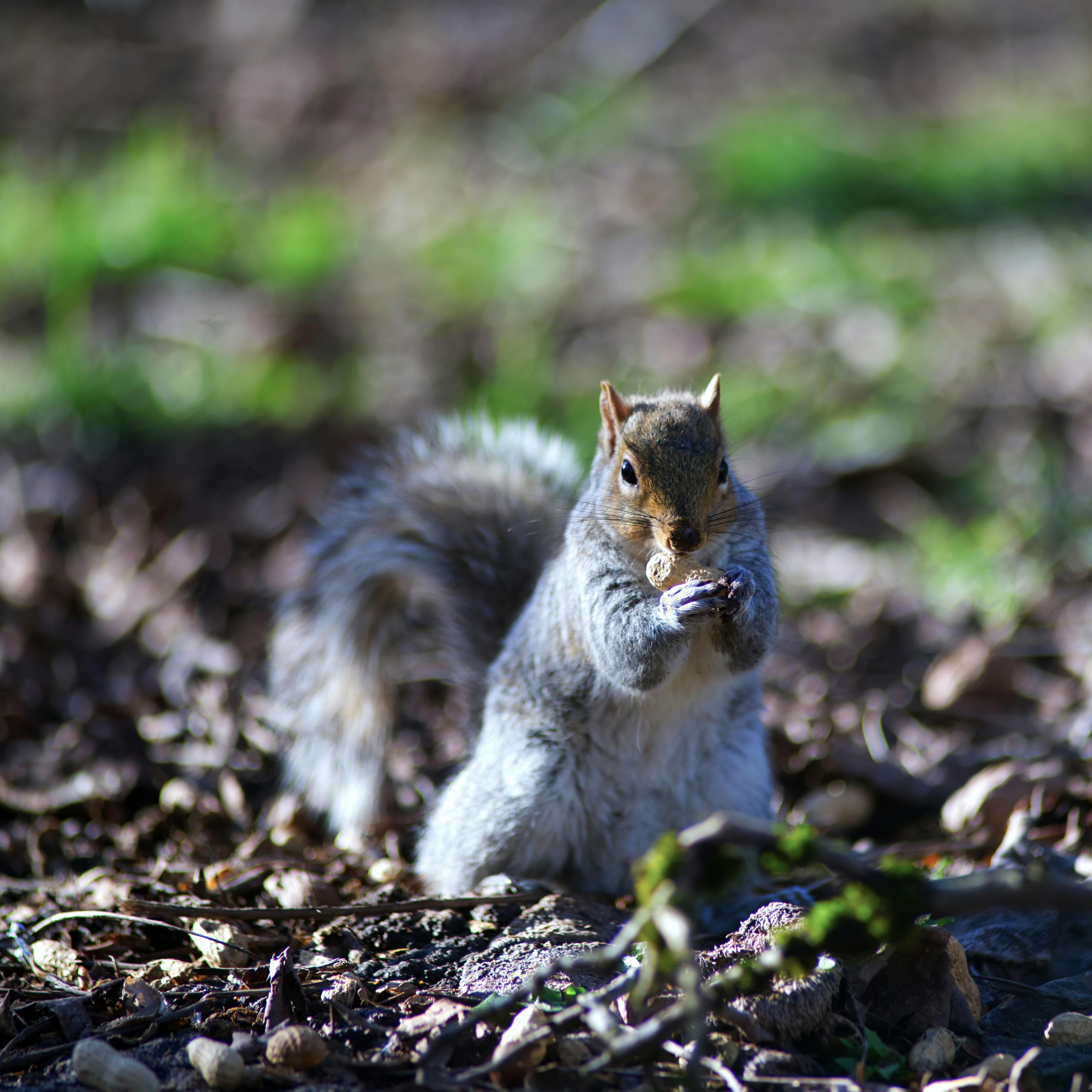 Miễn phí Ảnh cận cảnh một con sóc xám đang gặm một quả hạch trong khung cảnh rừng cây đầy nắng. Ảnh lưu trữ