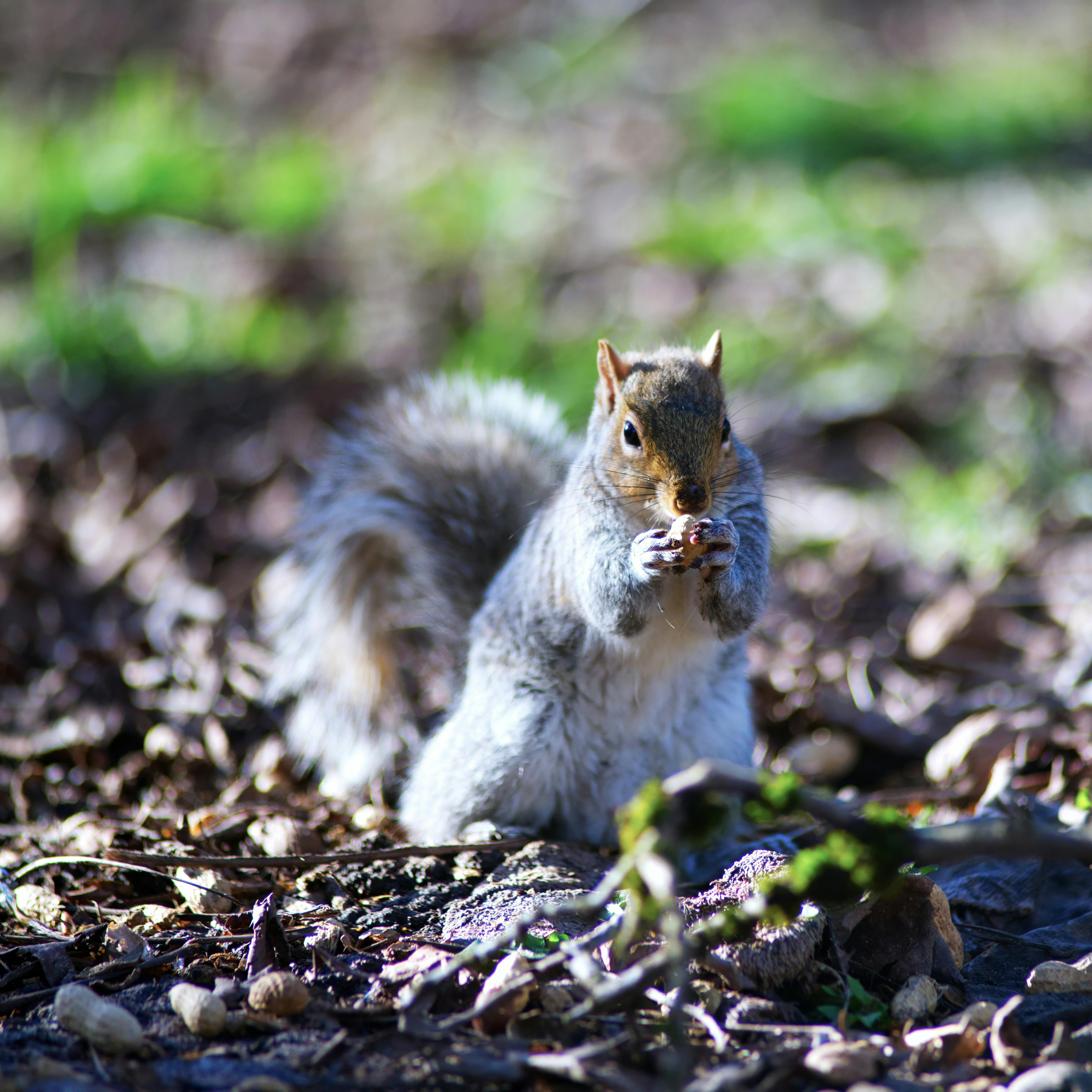 Free stock photo of squirrel Stock Photo
