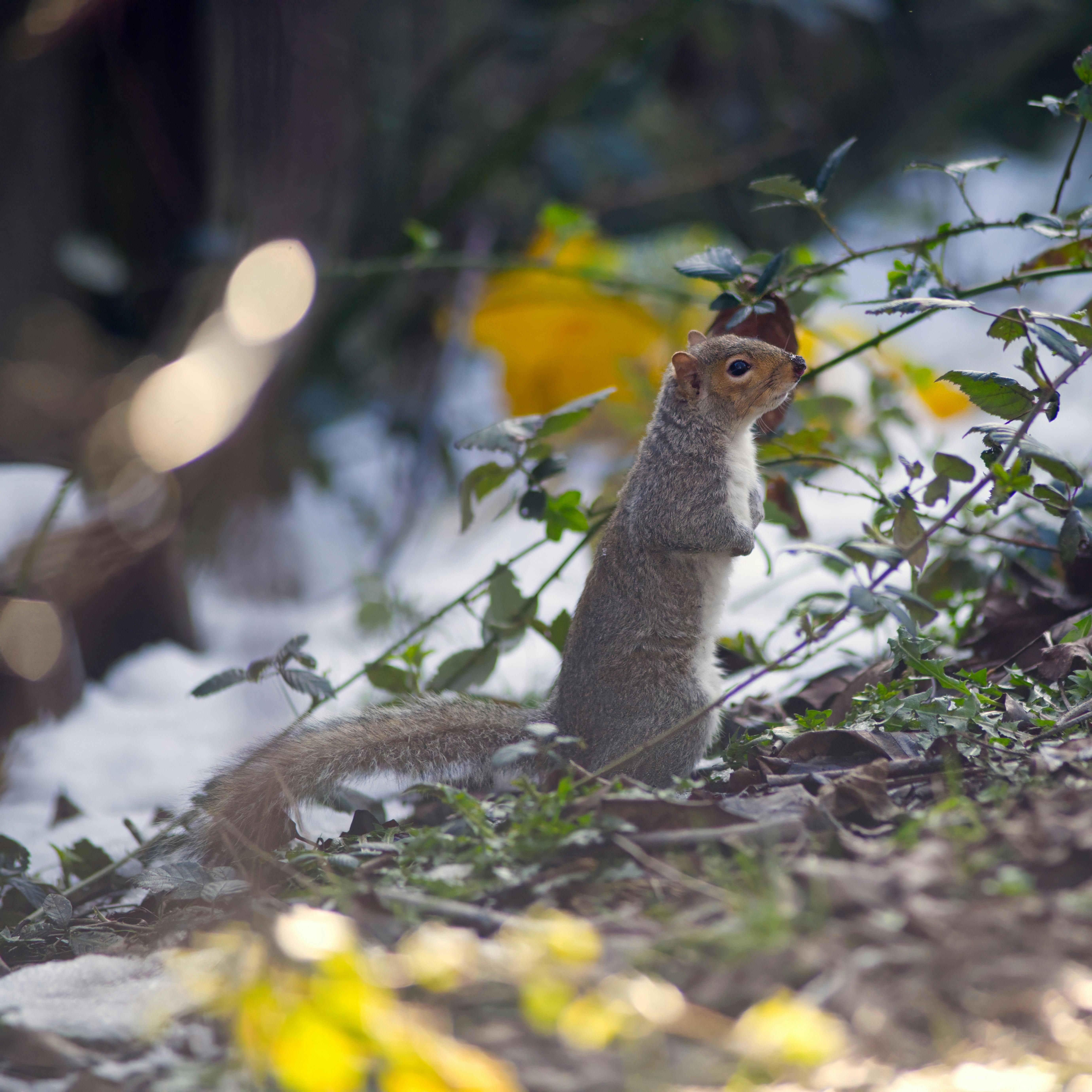 무료 회색 다람쥐 한 마리가 숲 속 눈 덮인 나뭇가지 사이에서 경계 태세를 갖추고 서 있습니다. 스톡 사진