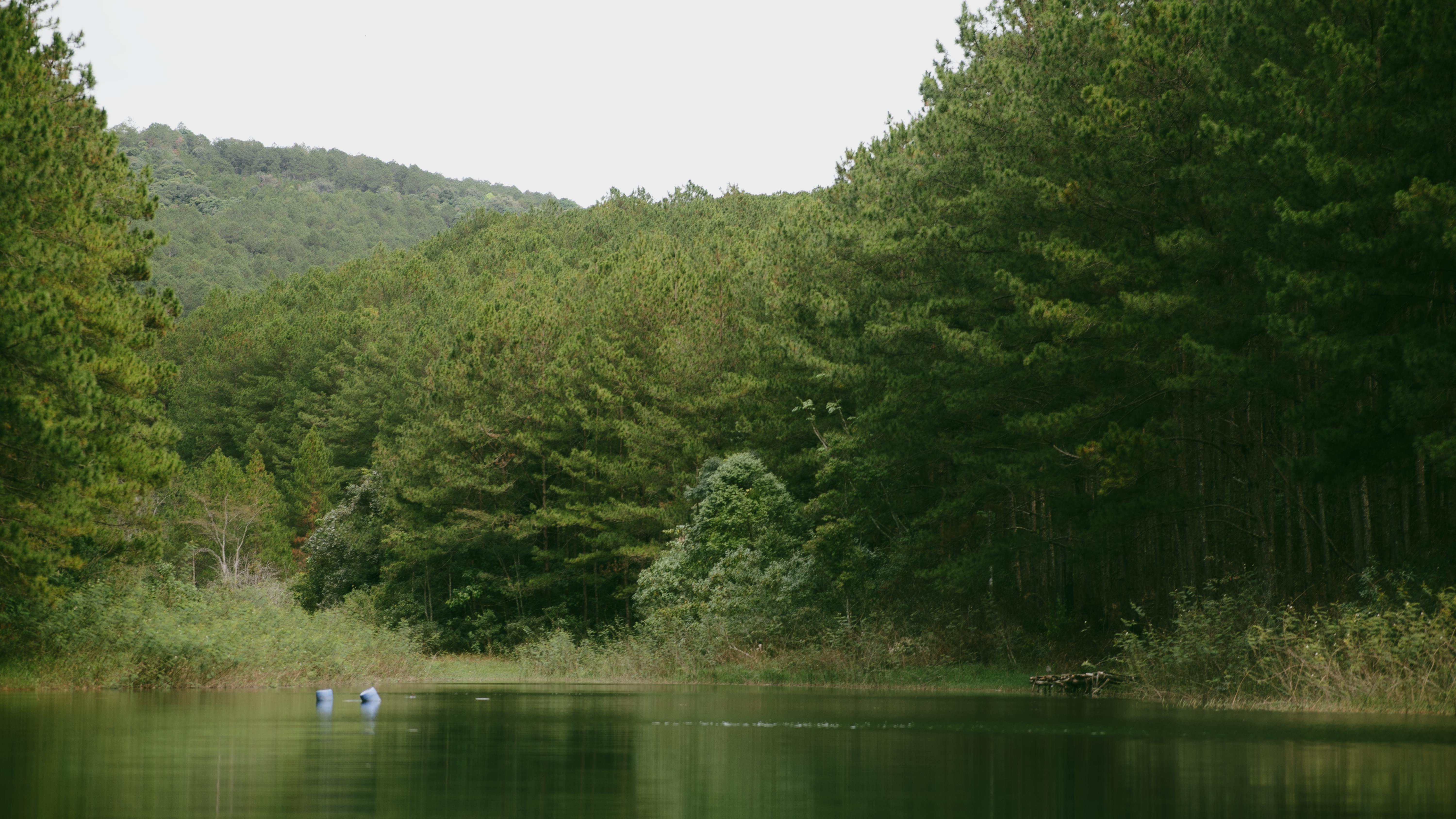 bezplatná Klidný výhled na borový les odrážející se na klidném jezeře v Dalatu ve Vietnamu. Základová fotografie