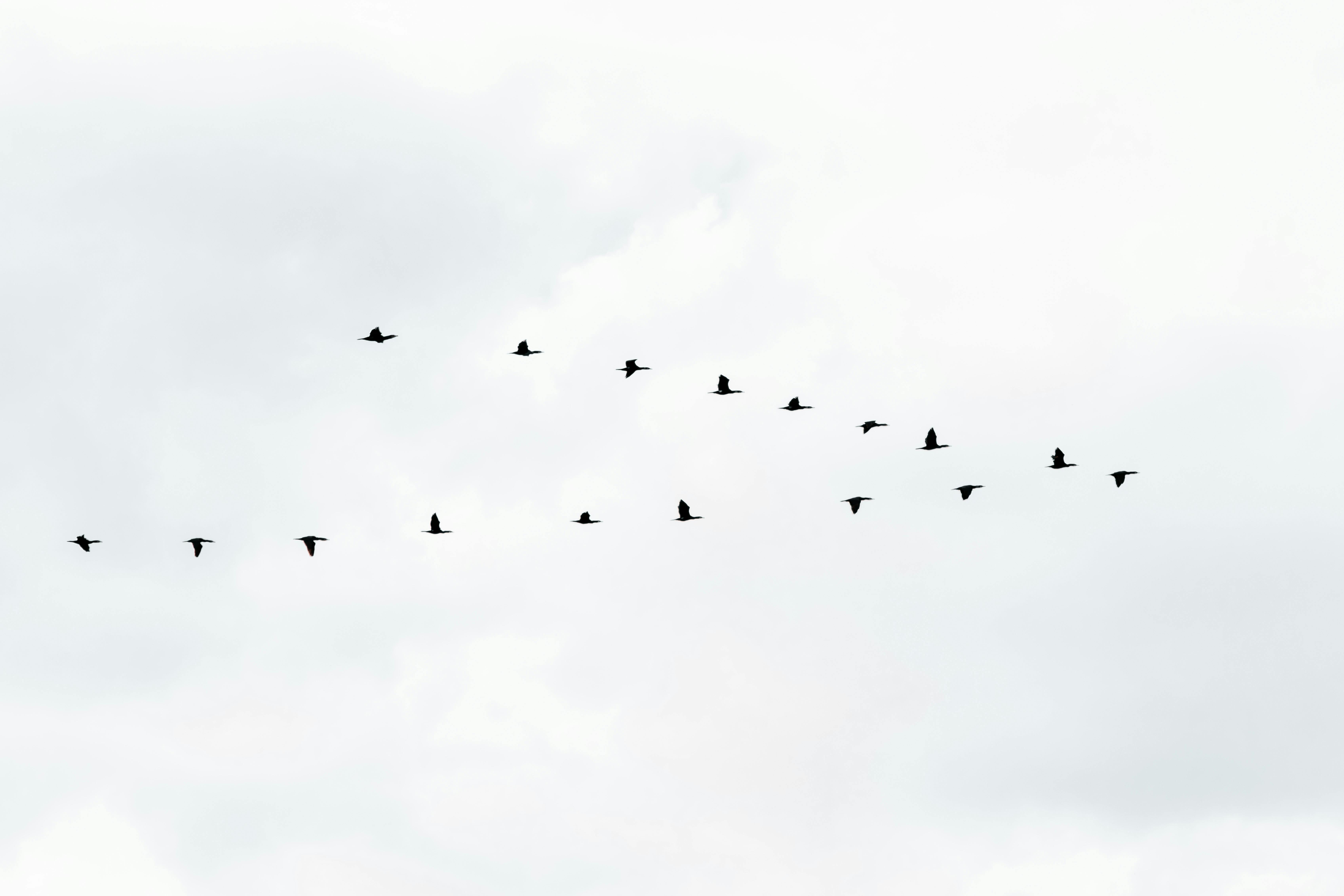 Zadarmo Pokojný obraz kŕdľa vtákov letiacich vo formácii V na pozadí zamračenej oblohy. Fotka z fotobanky