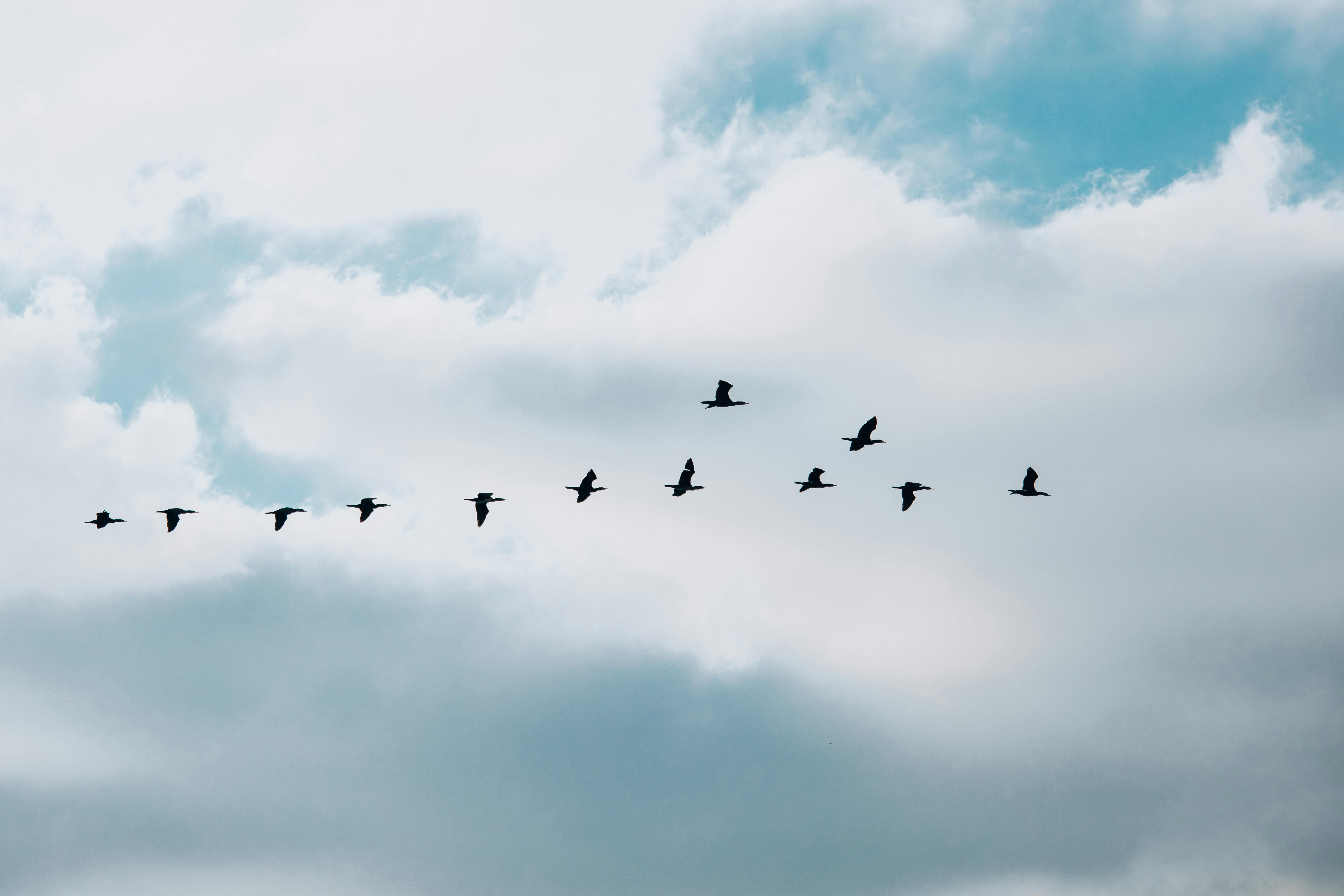 Zadarmo Kŕdeľ vtákov vo formácii sa vznáša po modrej a zamračenej oblohe. Fotka z fotobanky