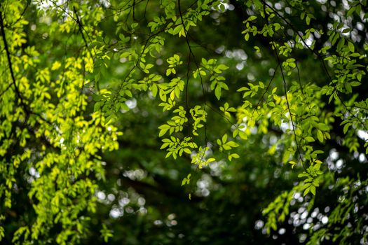 Sunlight filters through vibrant green leaves in a lush tree canopy, creating a serene atmosphere.