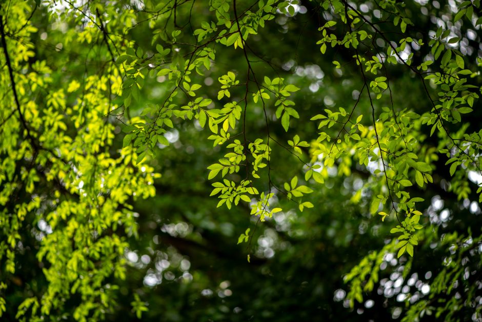 Sunlight filters through vibrant green leaves in a lush tree canopy, creating a serene atmosphere.