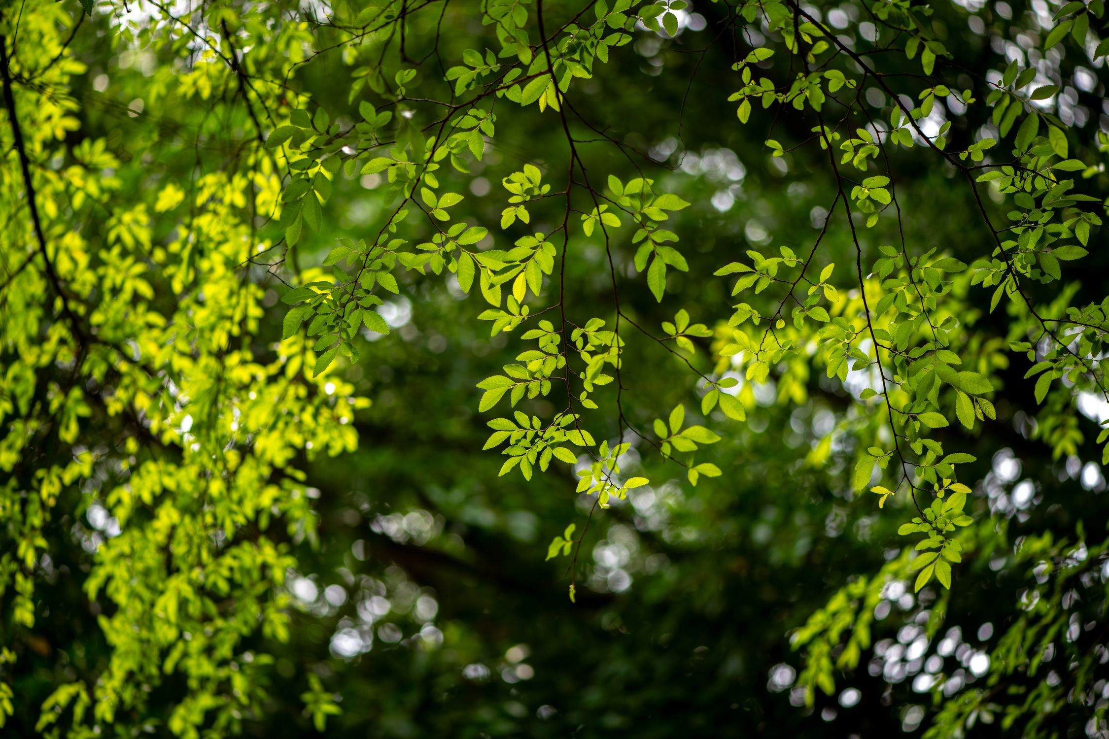 Lush Green Tree Canopy with Sunlight Filtering · Free Stock Photo