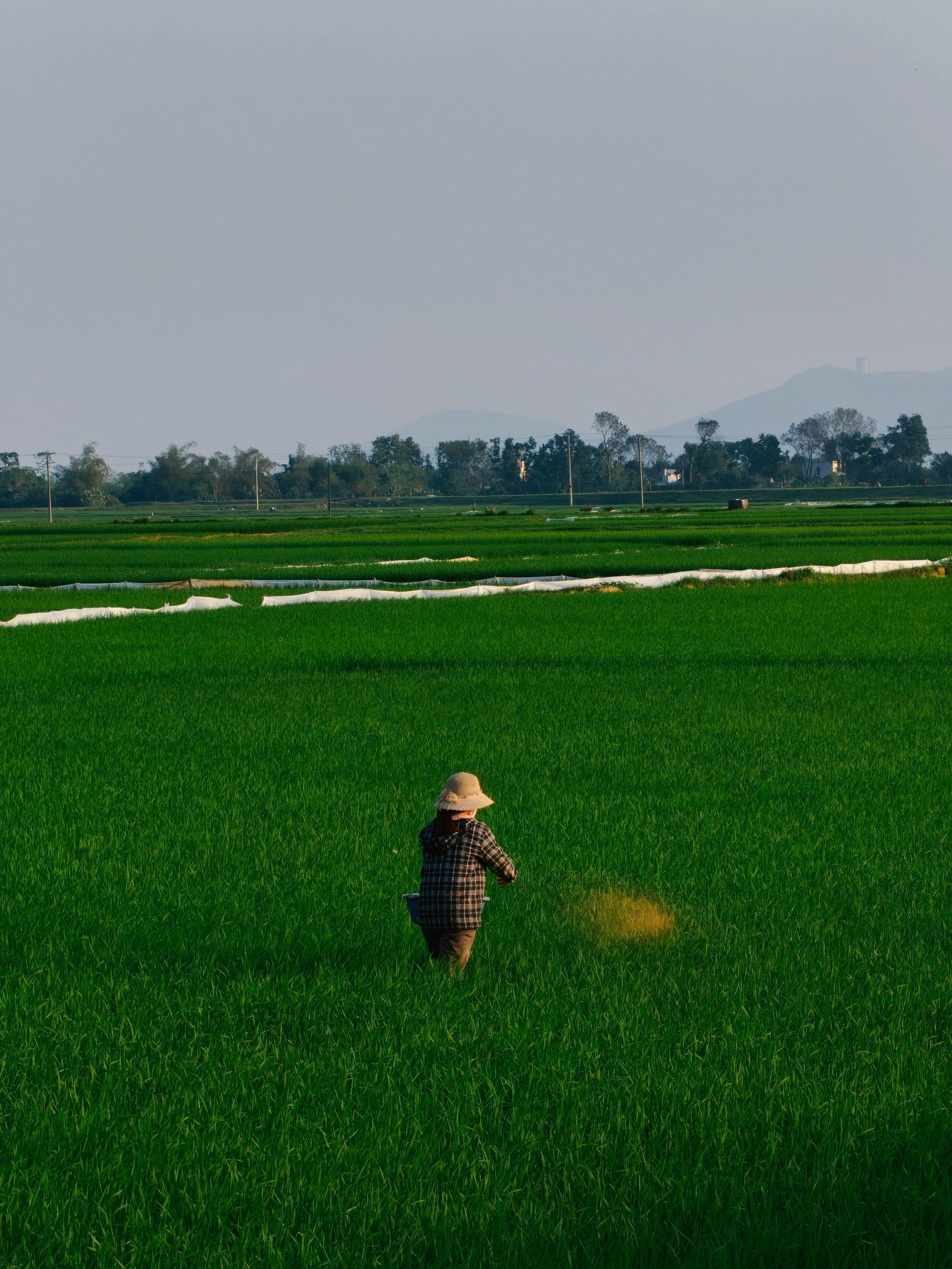 Lone Farmer in Lush Green Rice Field · Free Stock Photo