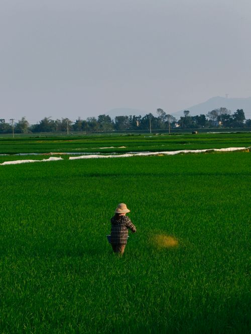 Free A solitary farmer walks through vibrant green rice fields under a clear sky. Stock Photo