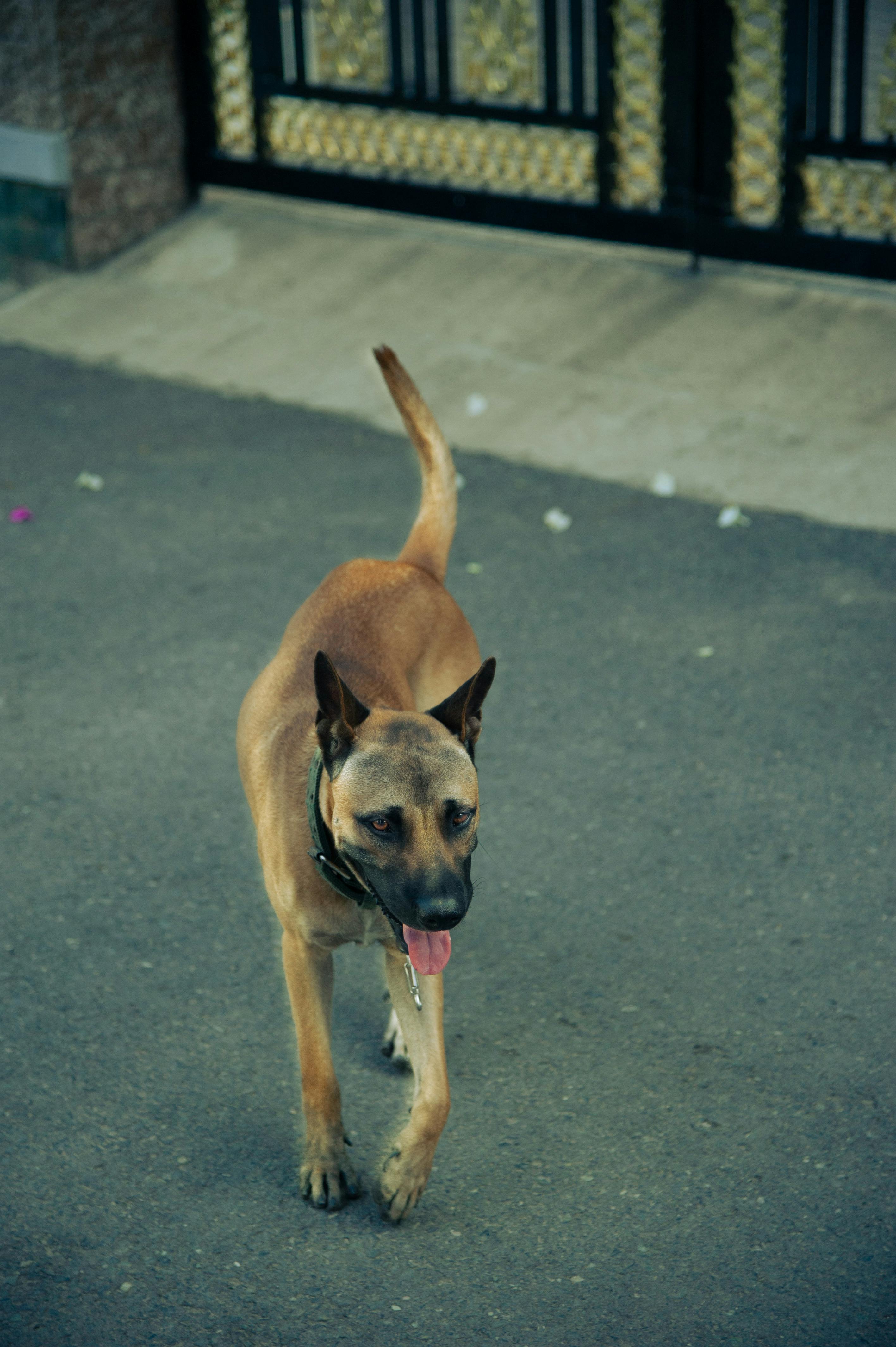 Miễn phí Một chú chó màu nâu đang dạo bước trên con phố lát đá gần một cánh cổng trang trí. Ảnh lưu trữ