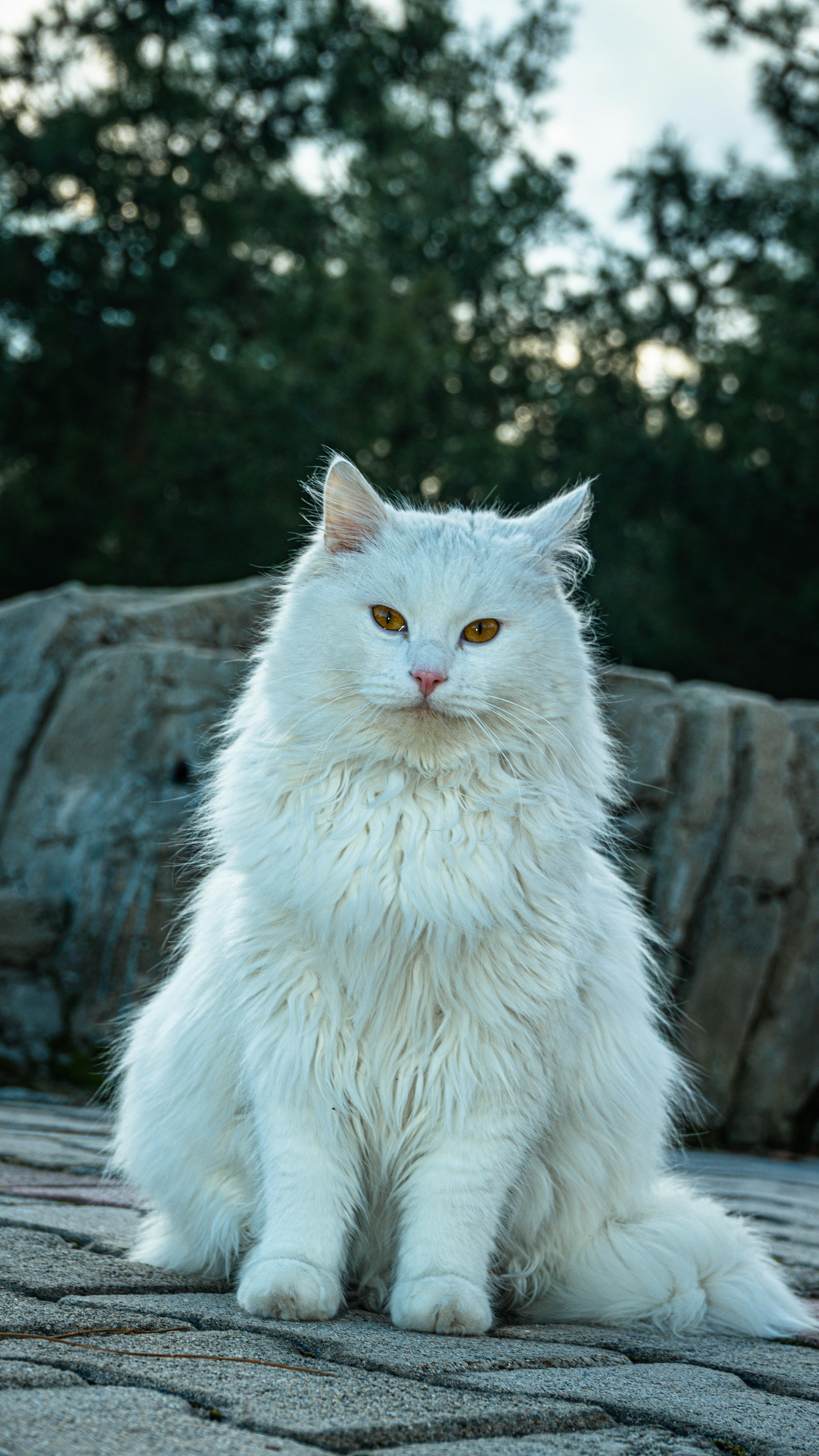 ฟรี แมวสีขาวขนฟูตัวหนึ่งนั่งอยู่บนทางเดินหินที่ล้อมรอบด้วยต้นไม้ ดูสง่างามและสงบเยือกเย็น คลังภาพถ่าย