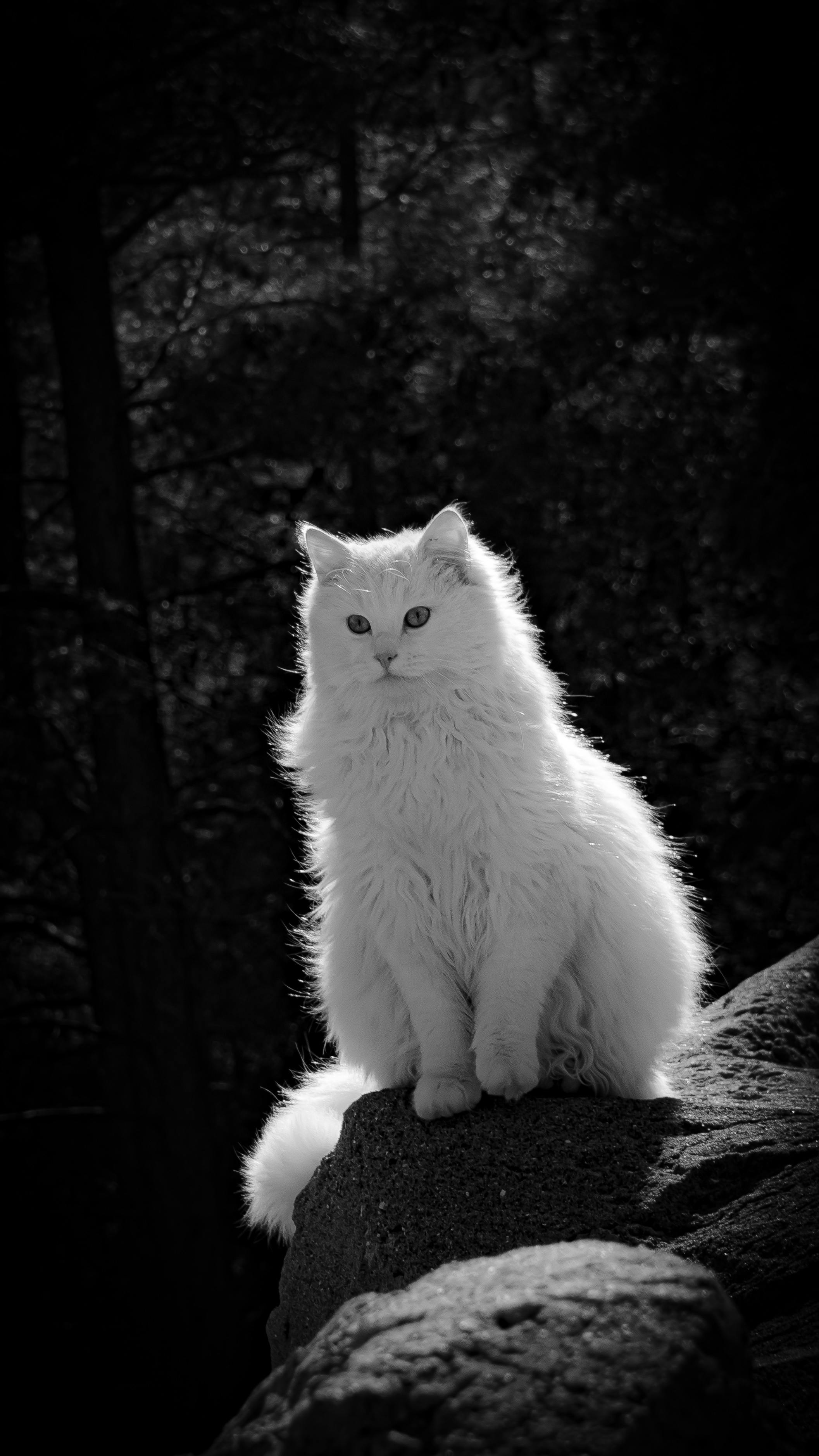 Zadarmo Majestátna biela dlhosrstá mačka sediaca na skalách vonku a predstavujúca eleganciu a krásu. Fotka z fotobanky