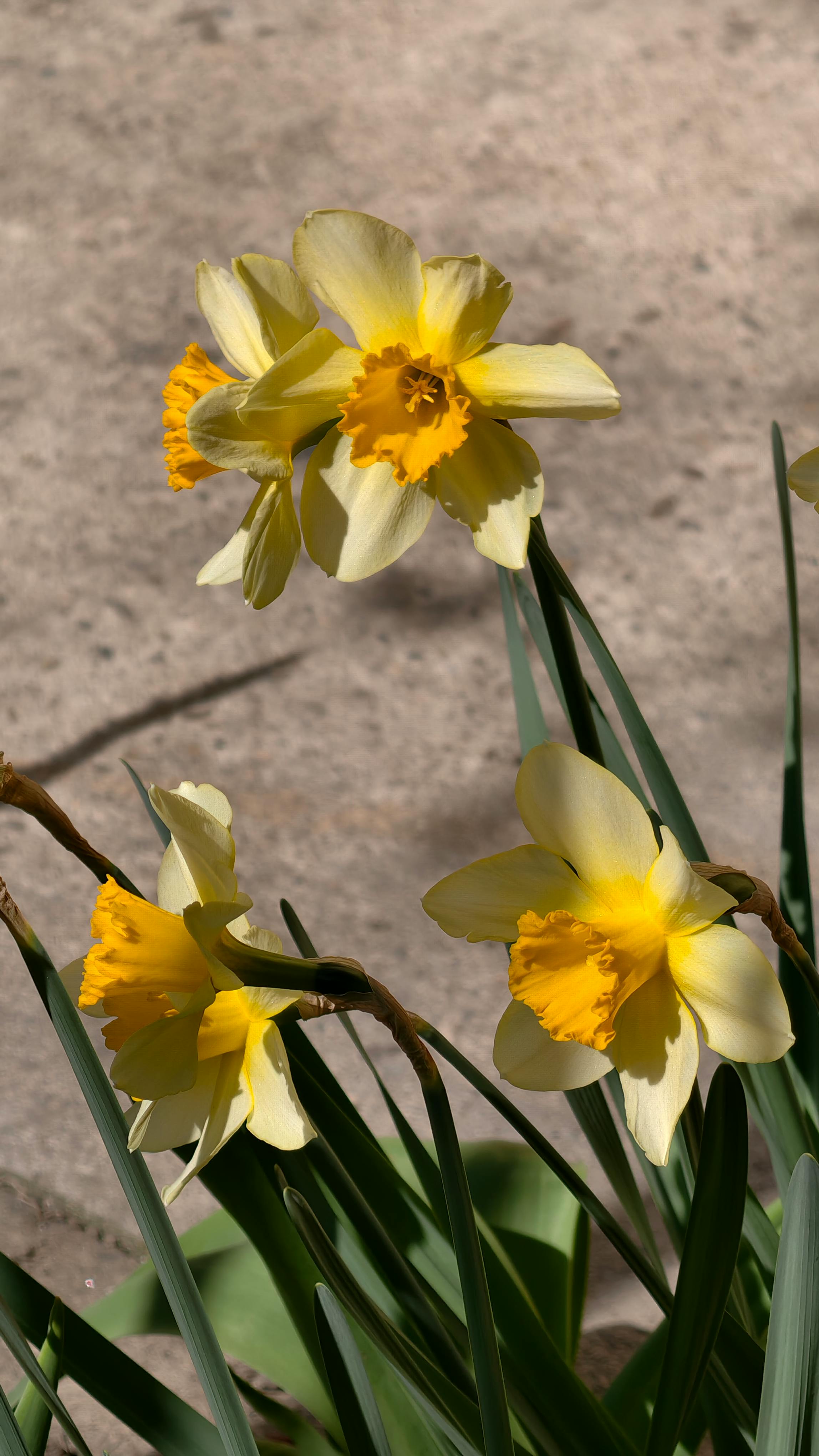 ฟรี ดอกแดฟโฟดิลสีเหลืองสดใสเบ่งบานท่ามกลางแสงแดด แสดงให้เห็นถึงแก่นแท้ของฤดูใบไม้ผลิในโรมาเนีย คลังภาพถ่าย