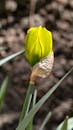 Yellow Iris Bud in Early Spring Growth