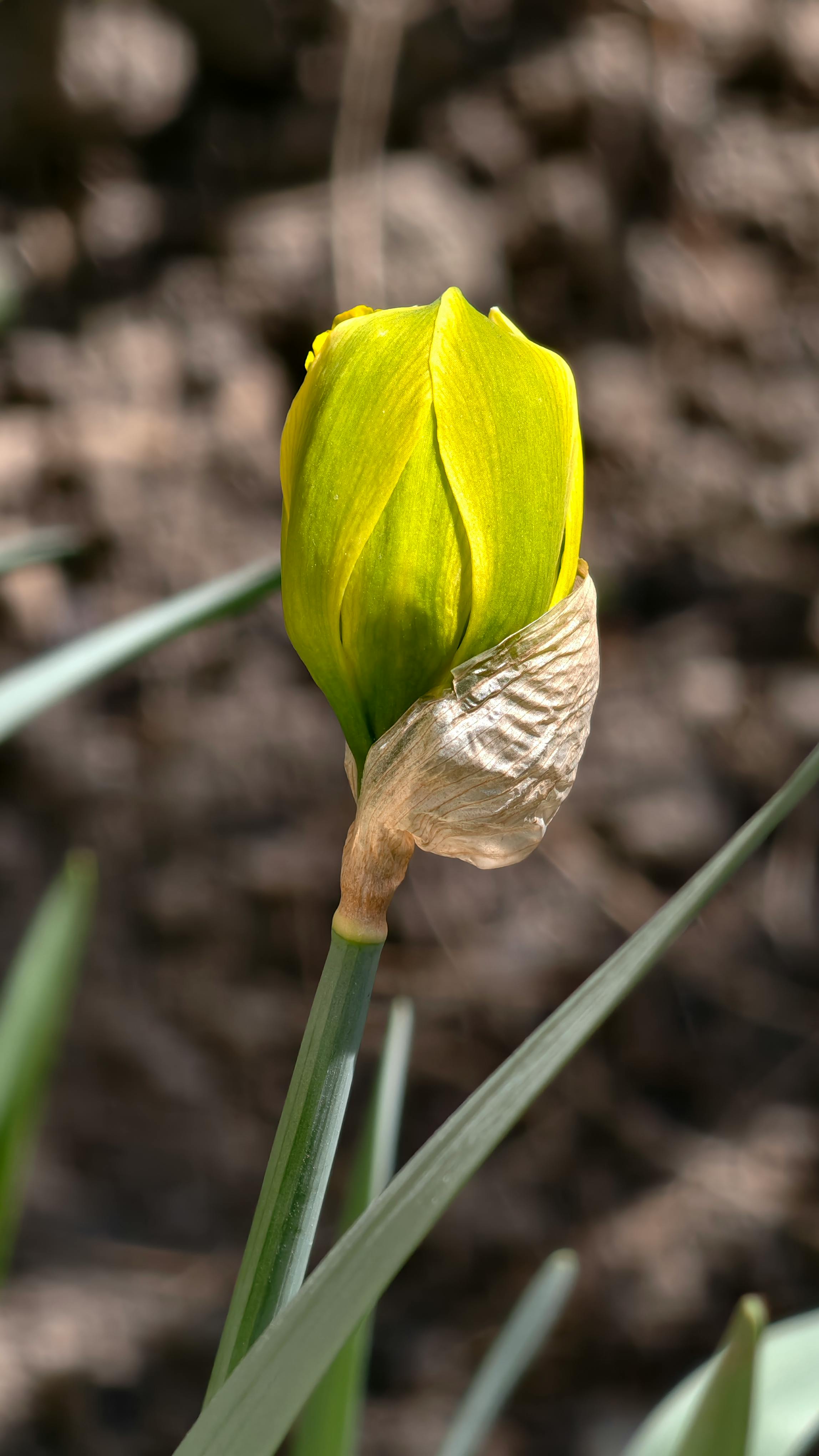 Gratuit Gros plan sur un bouton d'iris jaune qui commence à fleurir au début du printemps en Roumanie. Photos