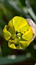 Close-Up Photo of Yellow Tulip Bud