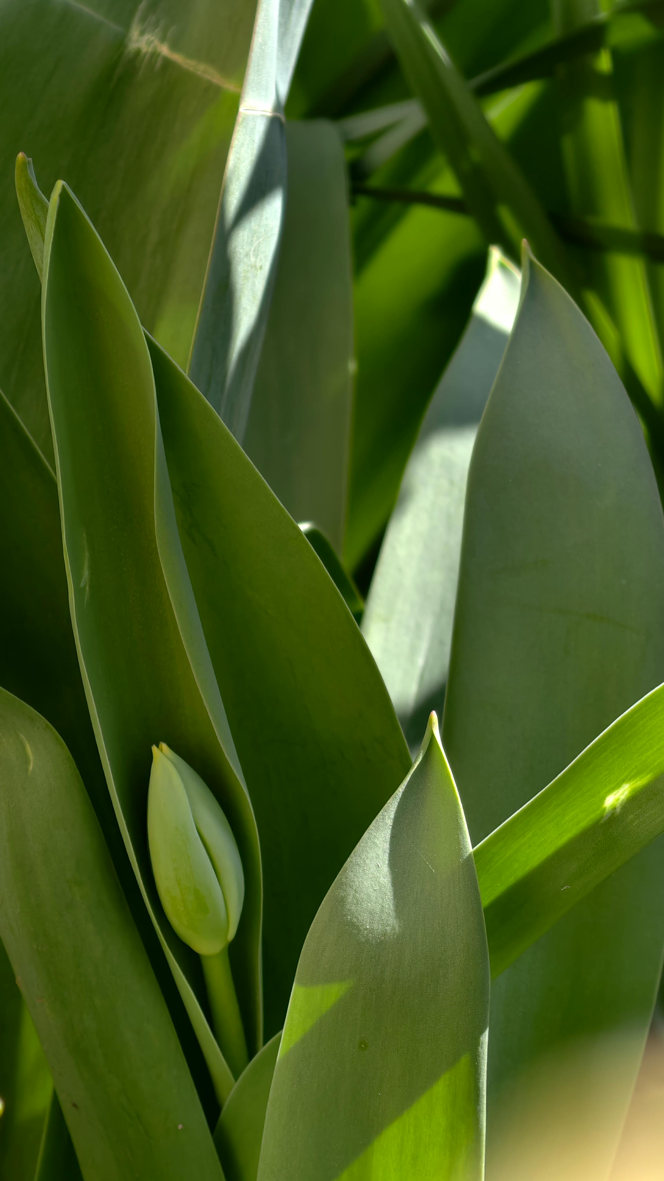 bezplatná Detailní pohled na poupě tulipánu obklopené zářivě zelenými listy za přirozeného denního světla, Rumunsko. Základová fotografie