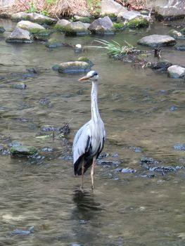 A graceful grey heron standing in a serene stream in Anyang, South Korea, surrounded by stones.