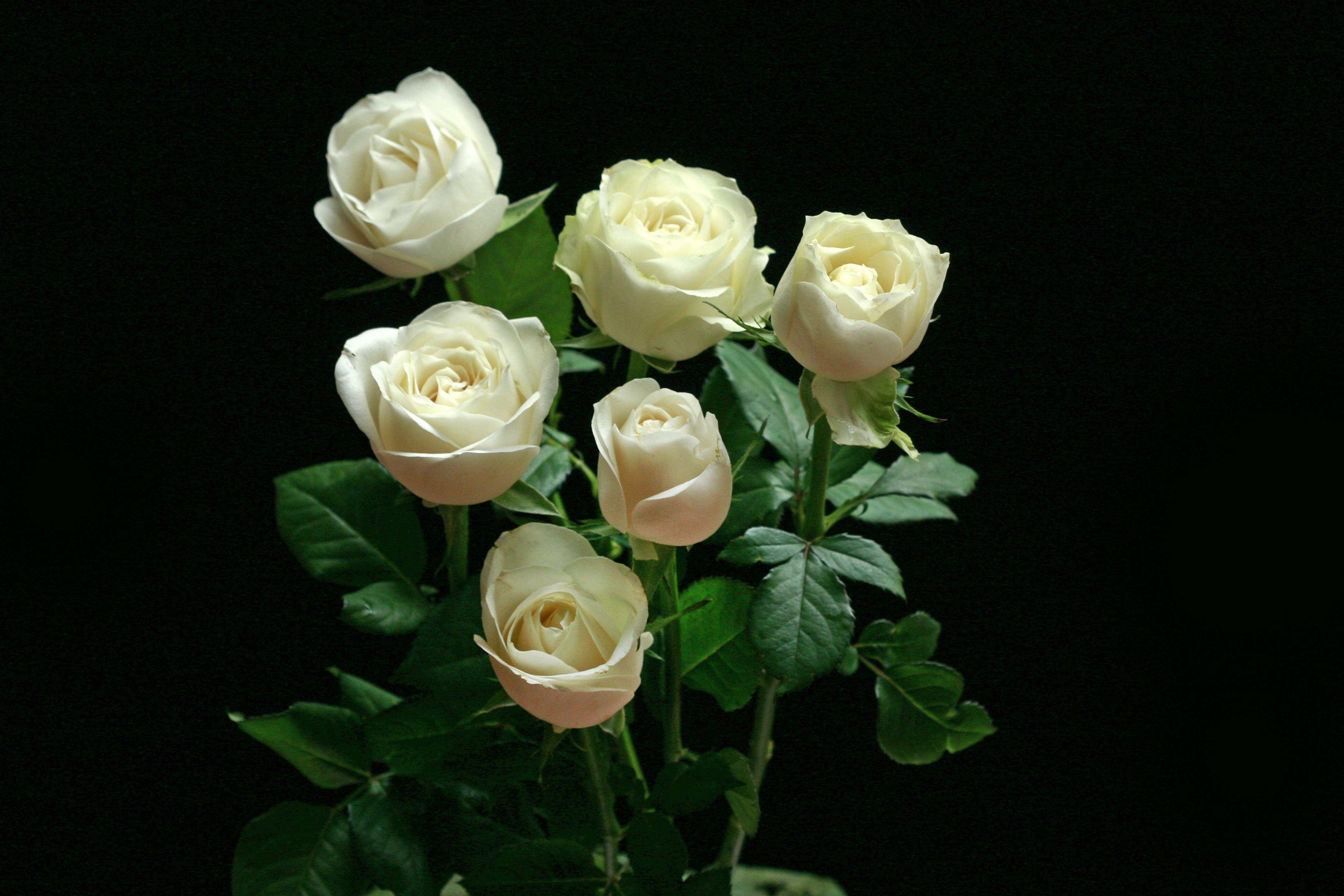 Miễn phí Một cụm hoa hồng trắng thanh lịch với những tán lá xanh mướt nổi bật trên nền tối. Ảnh lưu trữ