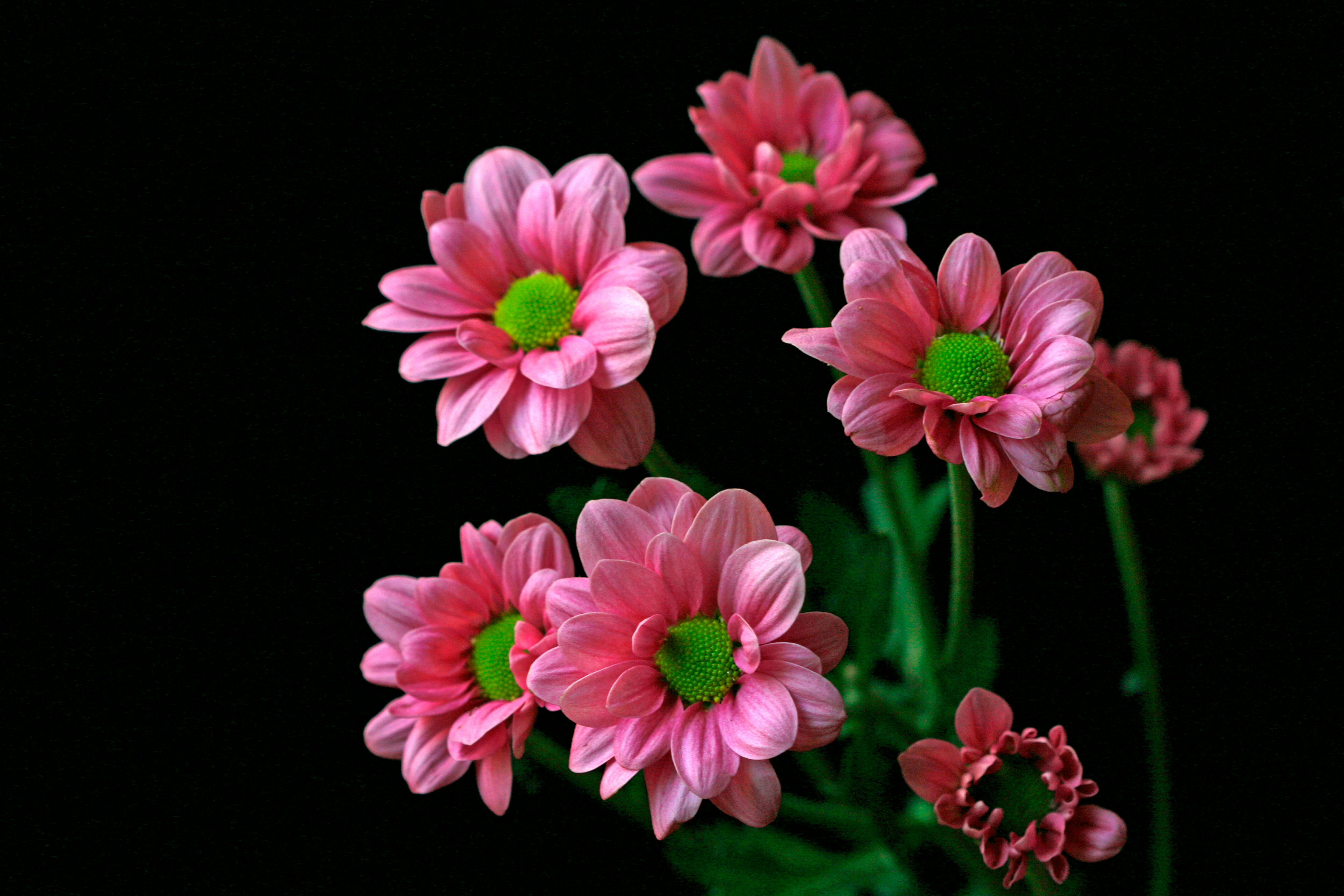 [ColoSach]-bright-pink-chrysanthemums-with-green-centers-against-a-black-background,-highlighting-vibrant-petals.