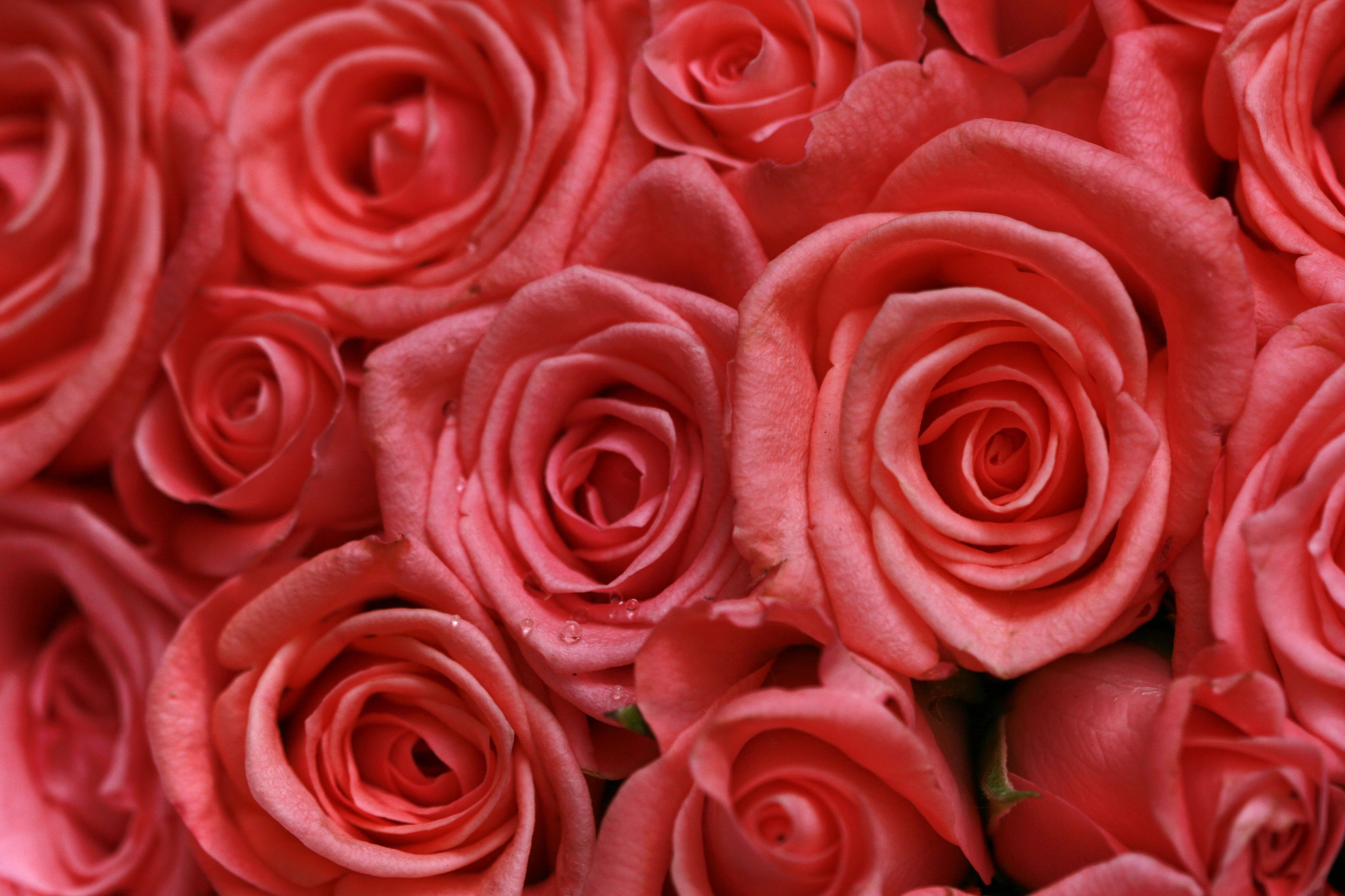 A stunning close-up shot of vibrant pink roses in full bloom, perfect for romantic themes.