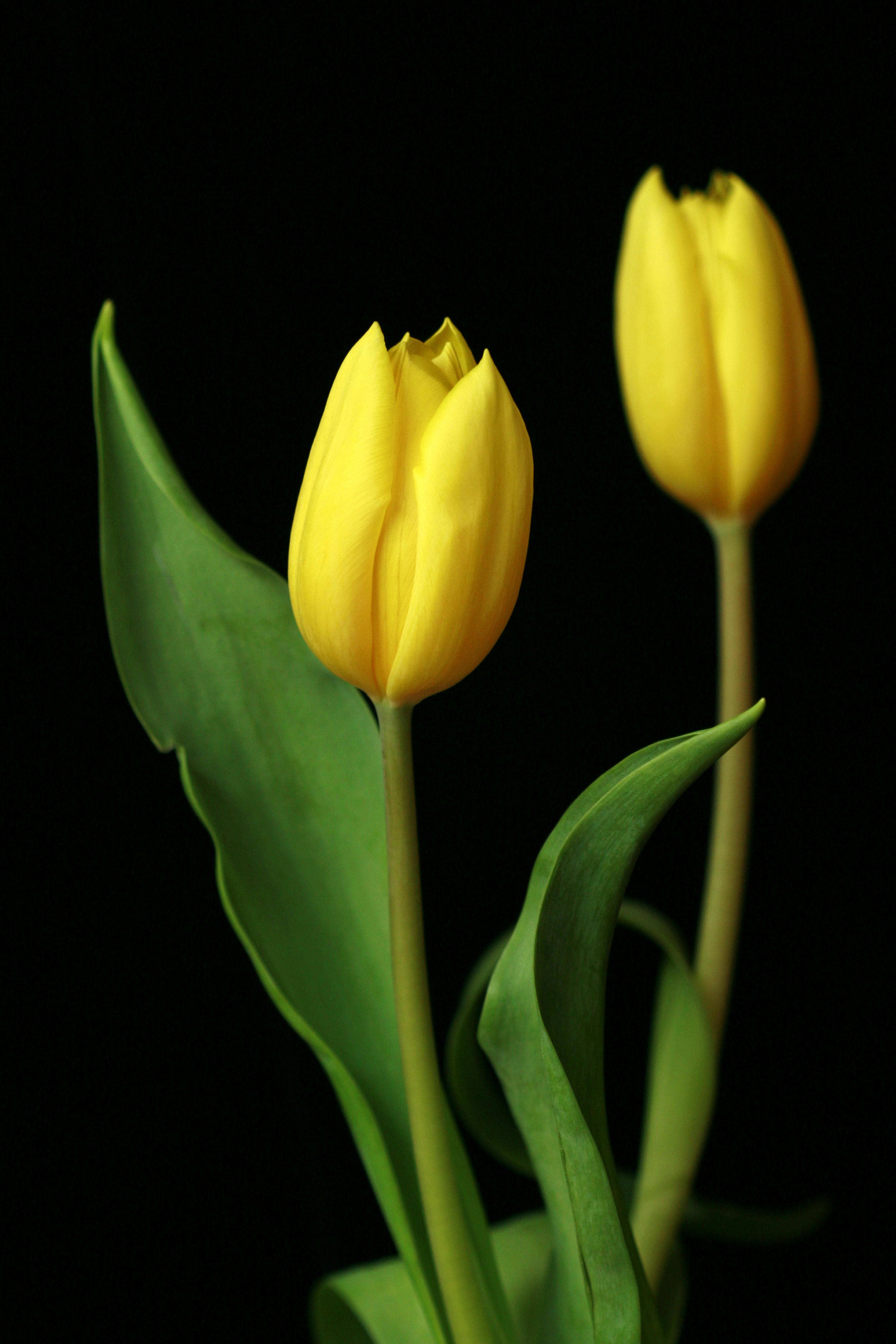 Zadarmo Živo žlté kvety tulipánov so zelenými listami na čiernom pozadí, ideálne pre jarné motívy. Fotka z fotobanky