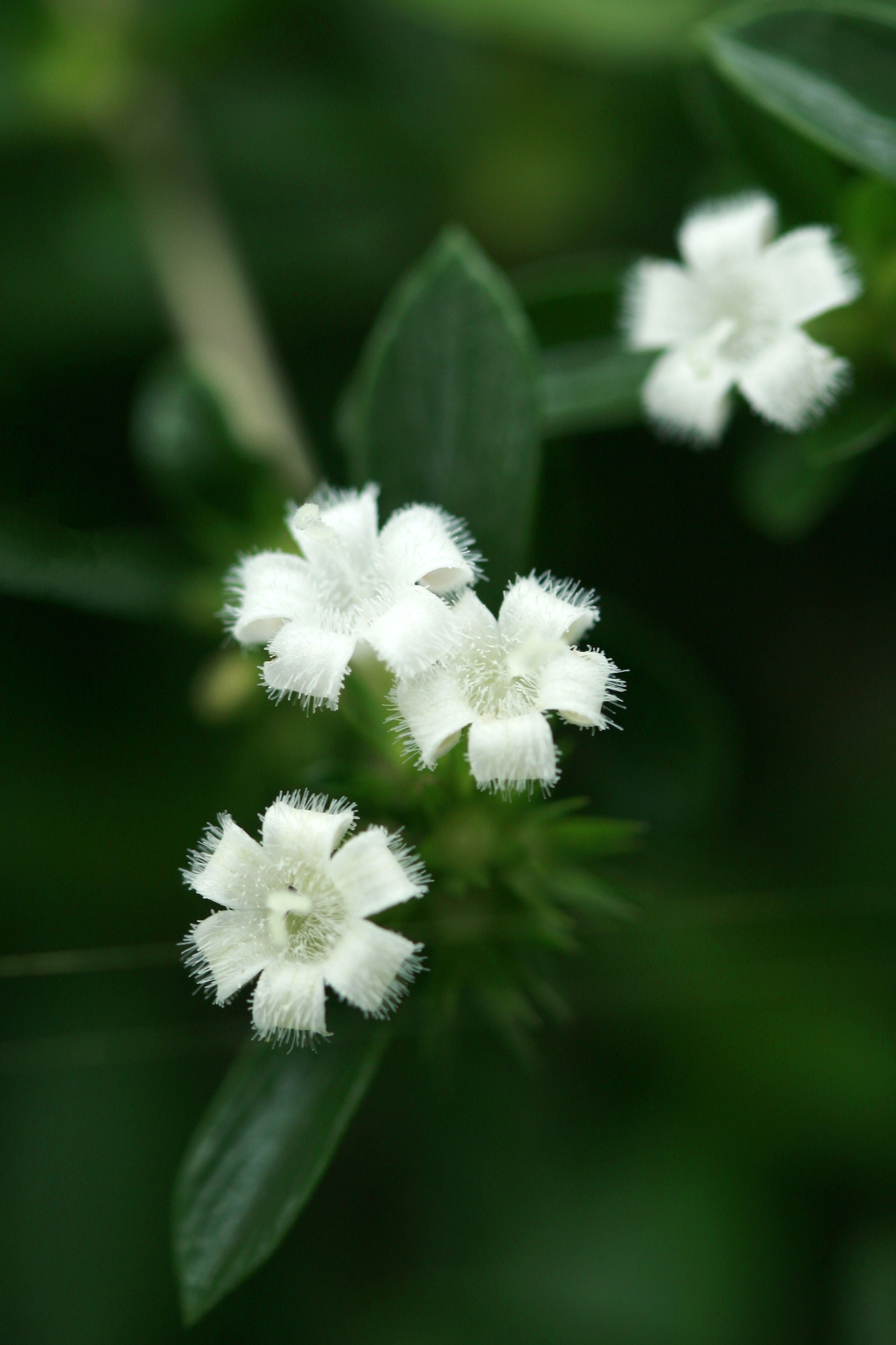 Close-up of Delicate White Wildflowers in Bloom · Free Stock Photo