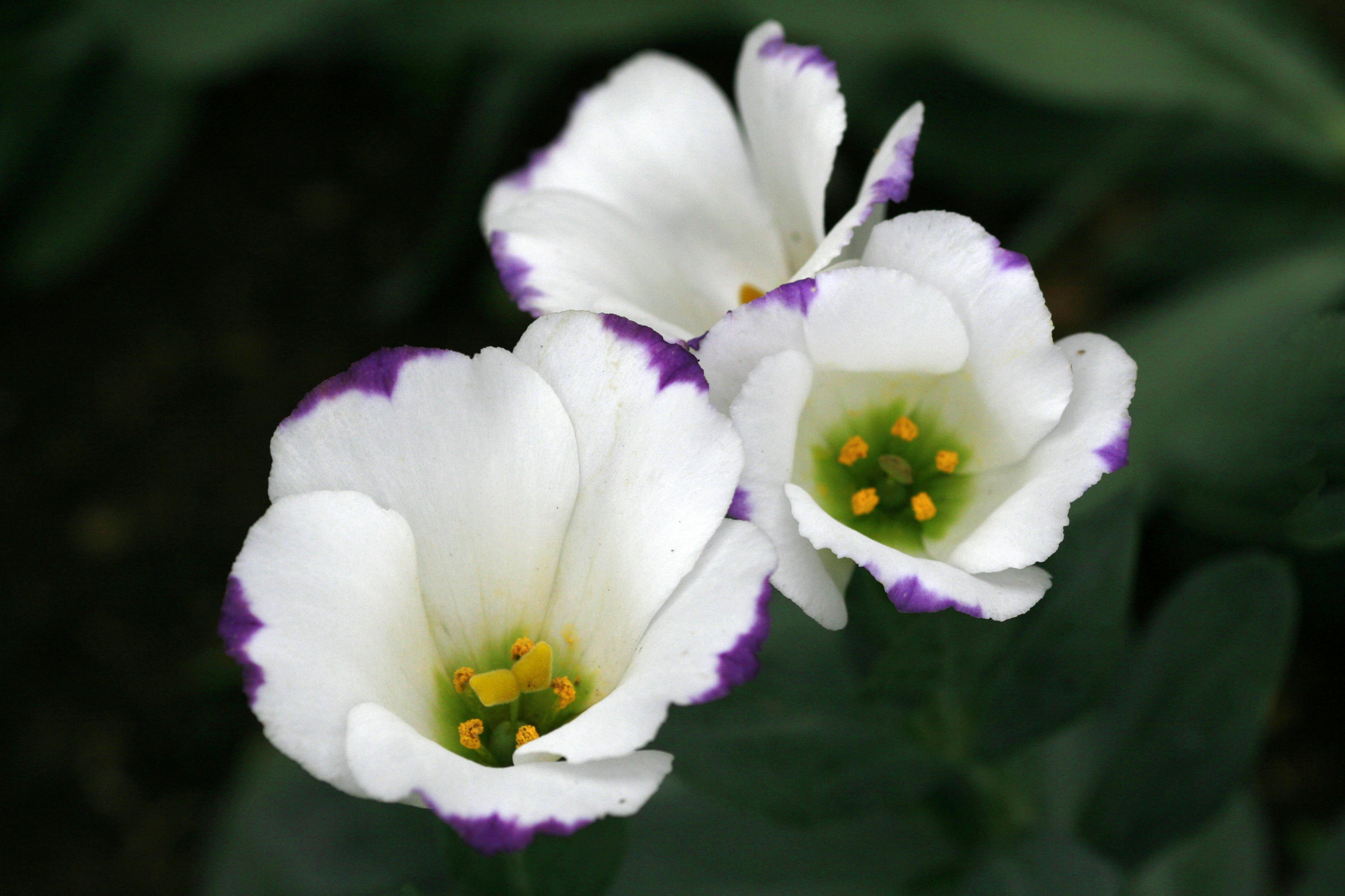 [ColoSach]-beautiful-white-lisianthus-flowers-with-striking-purple-edges-in-a-garden-setting.