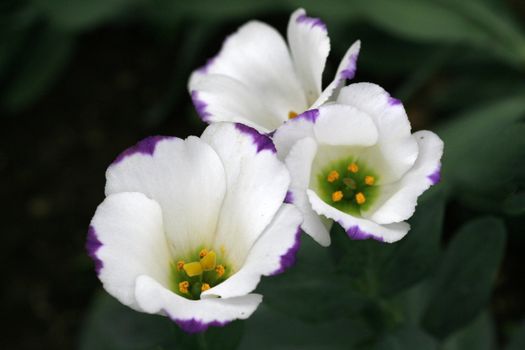 Beautiful white lisianthus flowers with striking purple edges in a garden setting.