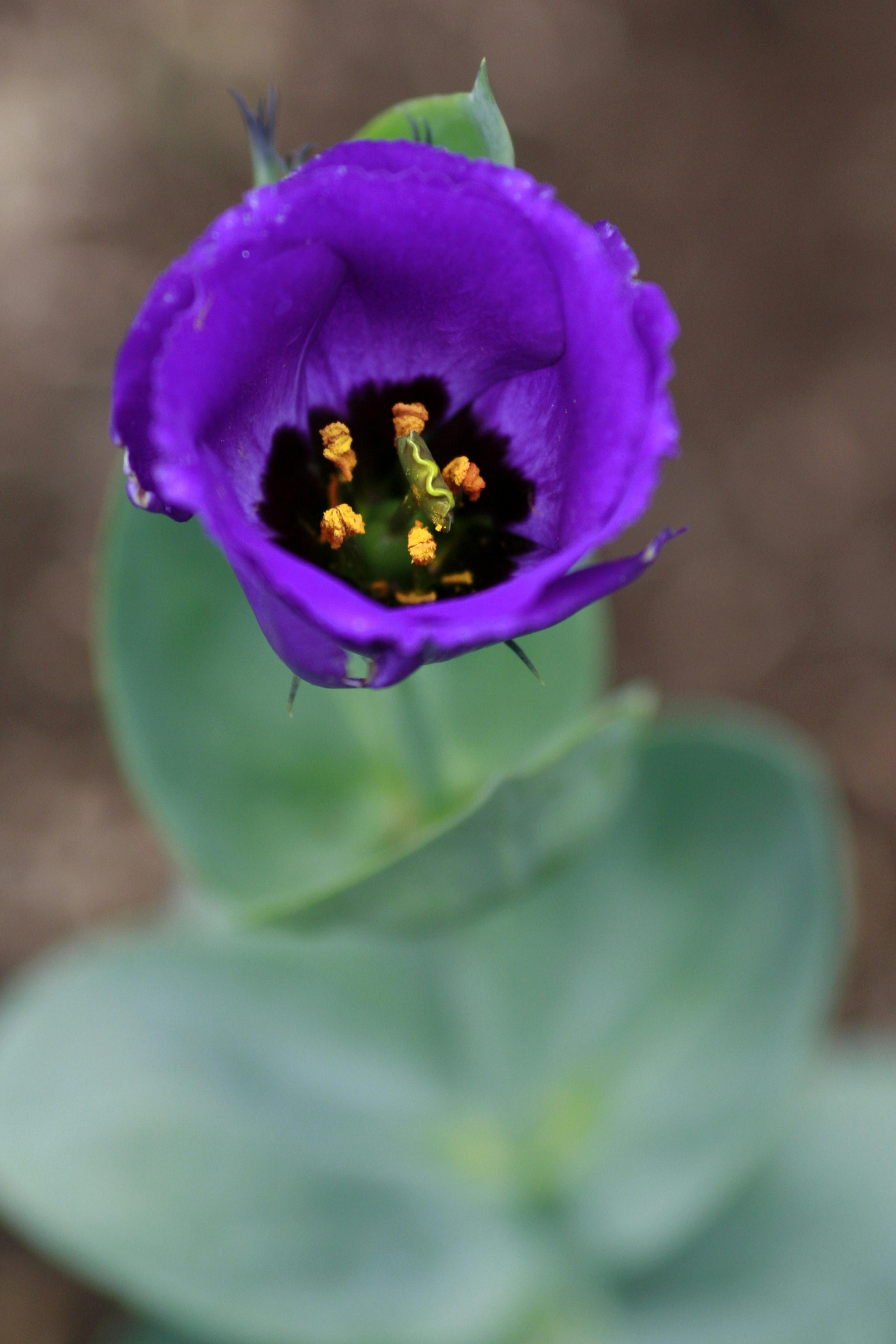 [ColoSach]-close-up-of-a-vibrant-purple-eustoma-flower-with-detailed-petals-and-yellow-stamens.
